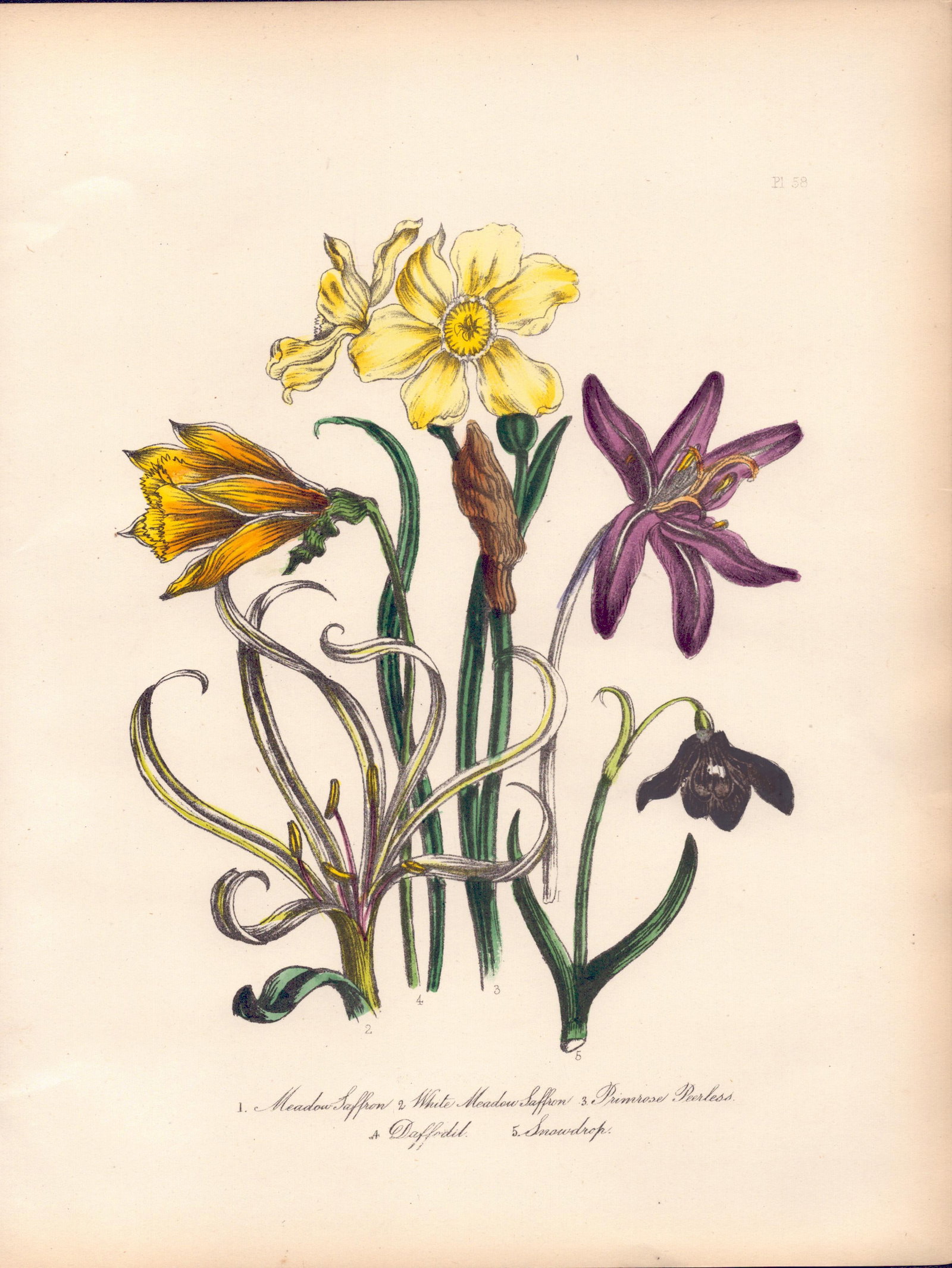 Rare 165-Yr-Old Antique Wildflower Gilt-Edged Illustration Jane Webb Loudon-58. (1 of 2)