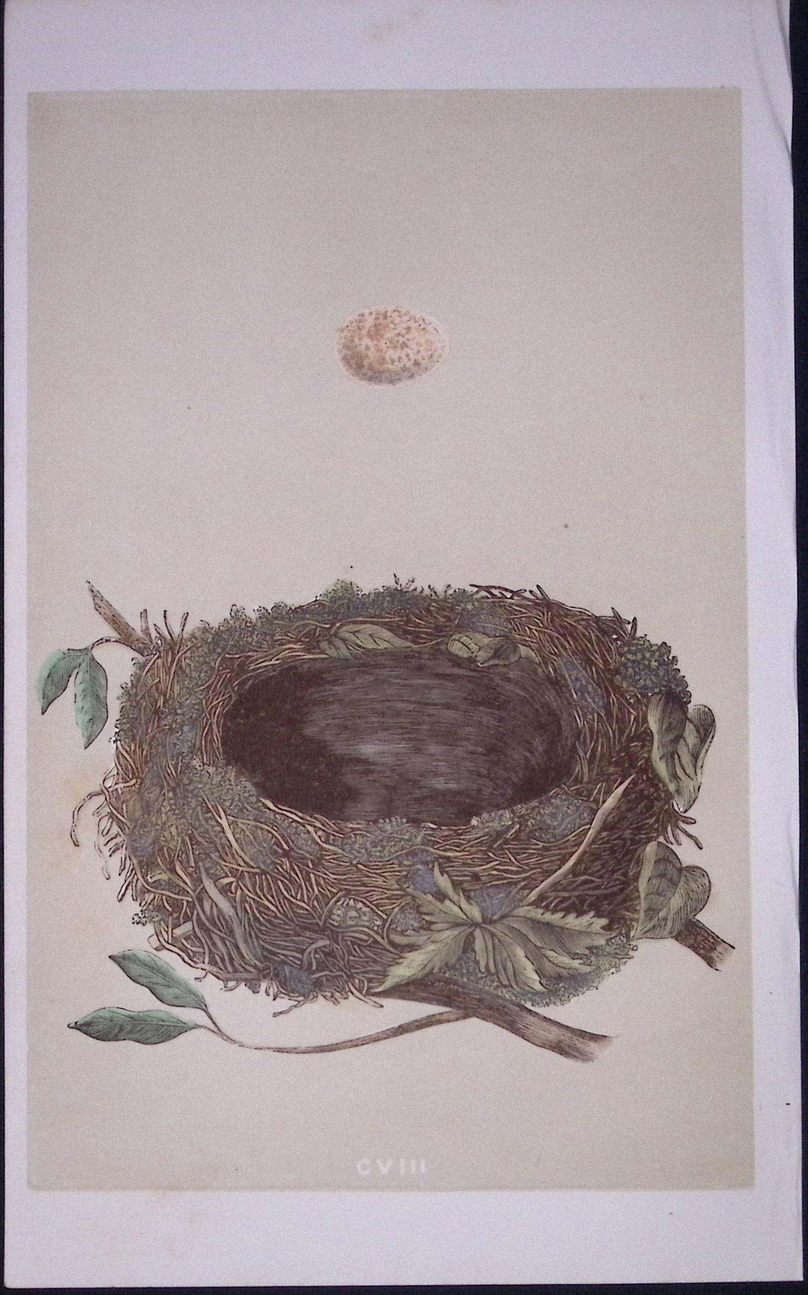 Rev Morris Redbreast Bird Nest & Egg Antique Woodblock Engraving-38: Title: Rev Morris Redbreast Bird Nest & Egg Antique Woodblock Engraving-38 Description: This Original Antique Colour Engraved Plate Was Removed from a First Edition of. The Rev FO Morris Natural