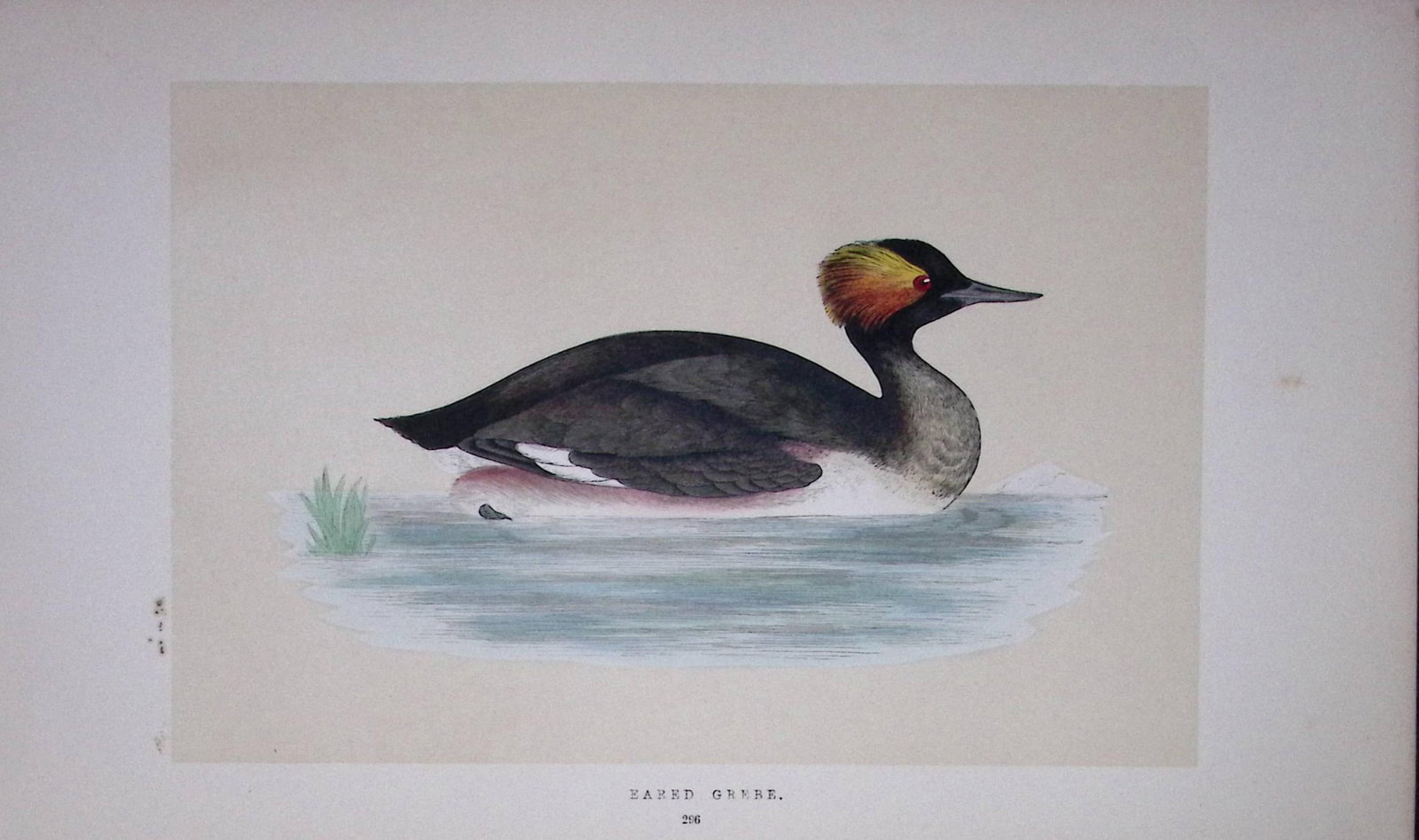 Eared Grebe Bird- Rev Morris First Edition Antique Woodblock Engraving-106: Title: Eared Grebe Bird- Rev Morris First Edition Antique Woodblock Engraving-106 Description: This Chromolithographic Woodblock Engraving Has Been Removed from a First Antique Edition of. Rev F O