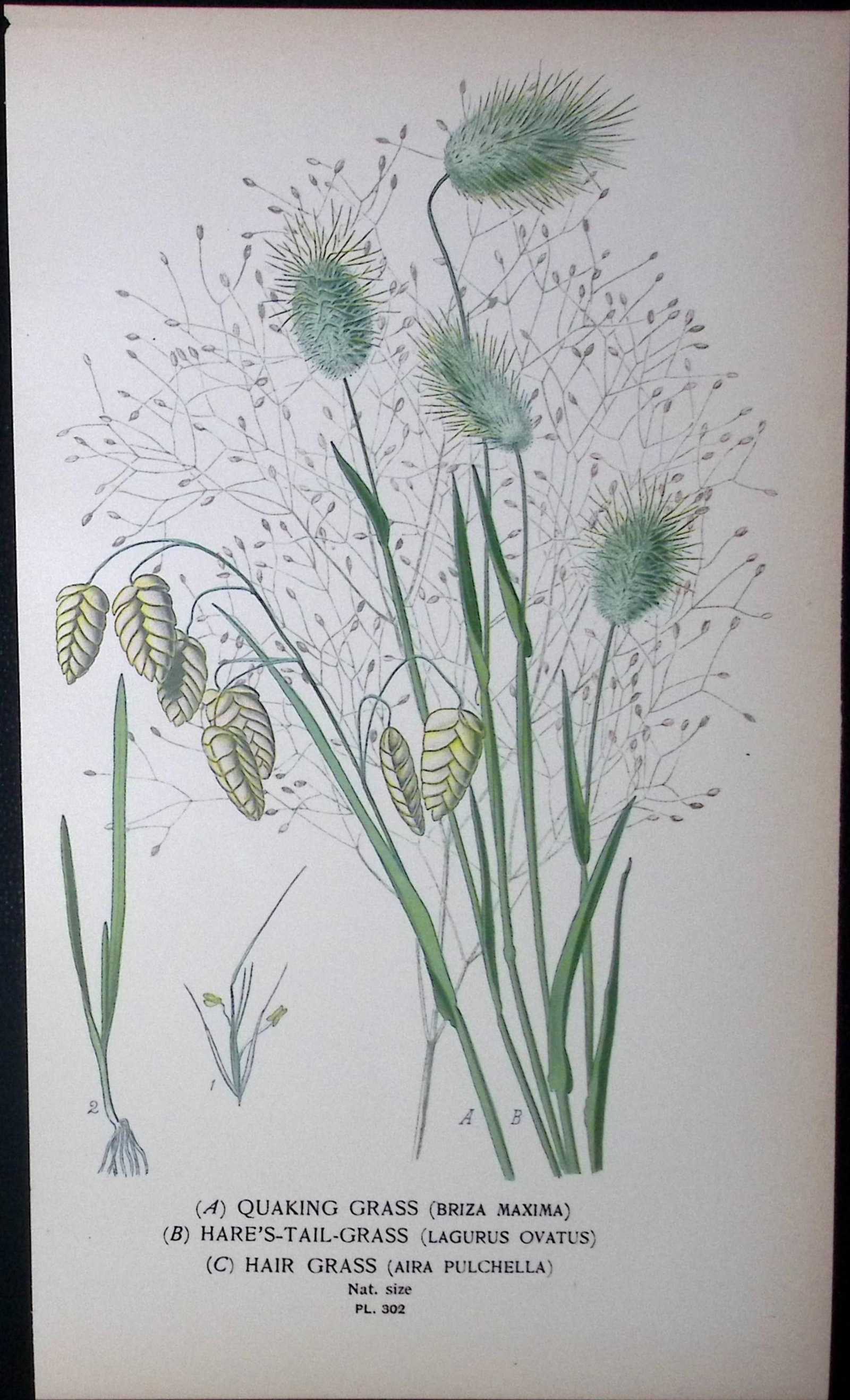 Quaking & Hare’s Tail Grass Edward Step Rare Antique Botanical Book Plate-302 (1 of 2)