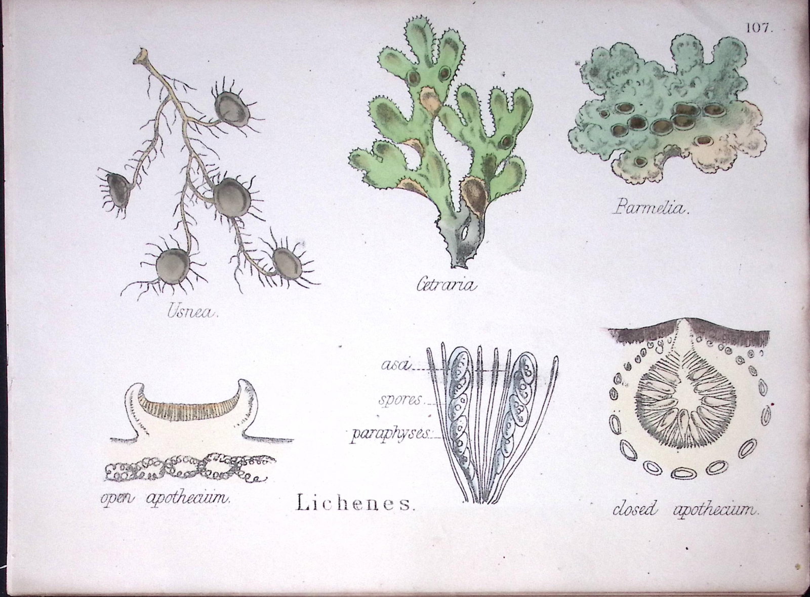 Liehenes Botanical Flower Diagram Rare Antique First Edition Illustration-107: Title: Liehenes Botanical Flower Diagram Rare Antique First Edition Illustration-107 Description: 150 Years-Old First Edition Hand-Coloured First Edition illustration by W. H. Fitch with
