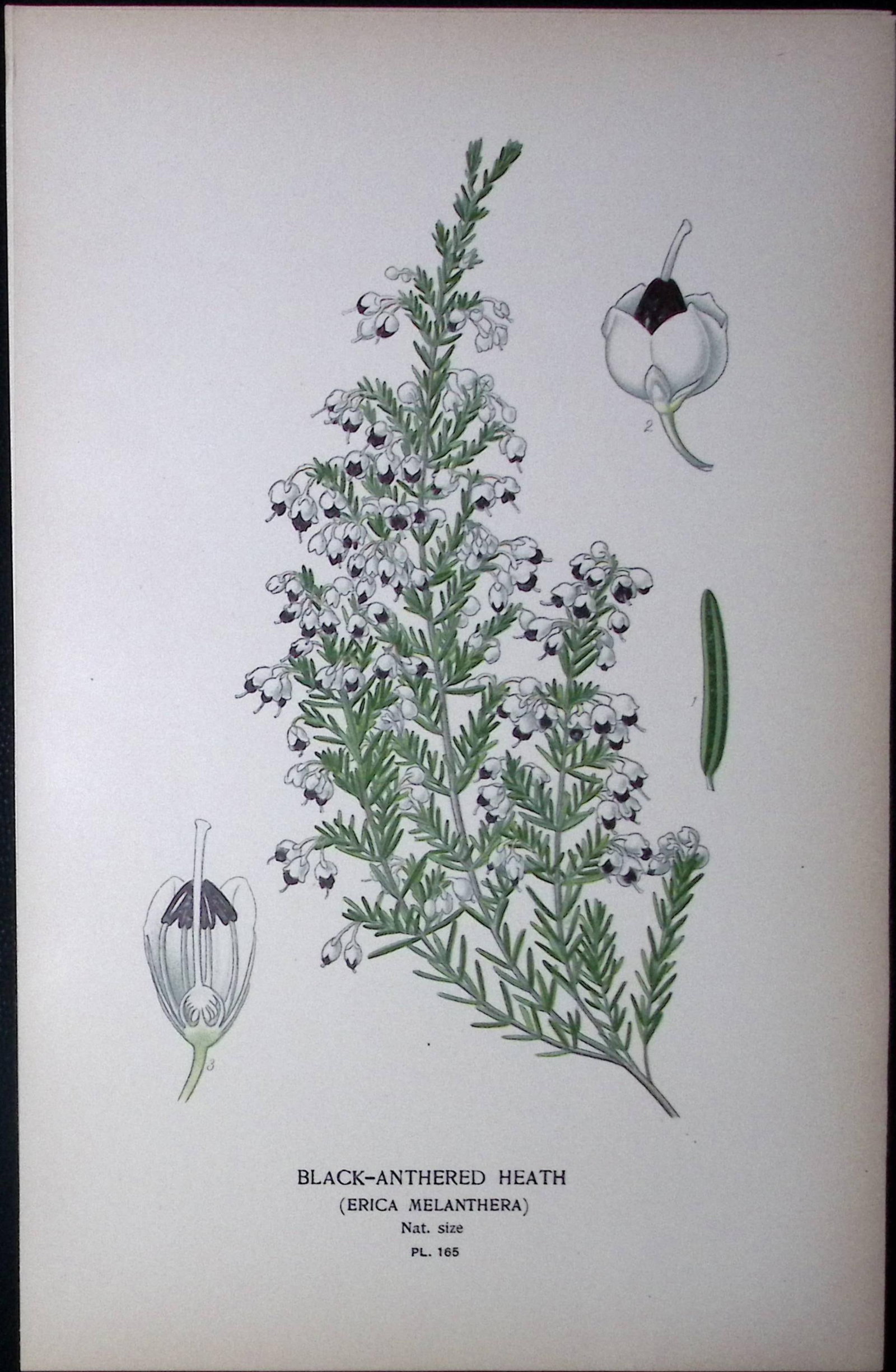 Black-Anthered Heath Edward Step Rare Antique Botanical Book Plate-165: Title: Black-Anthered Heath Edward Step Rare Antique Botanical Book Plate-165 Description: This Rare Beautiful Chromolithograph Was Removed from a Circa 1897 Antique Edition of. The Favourite Flowers