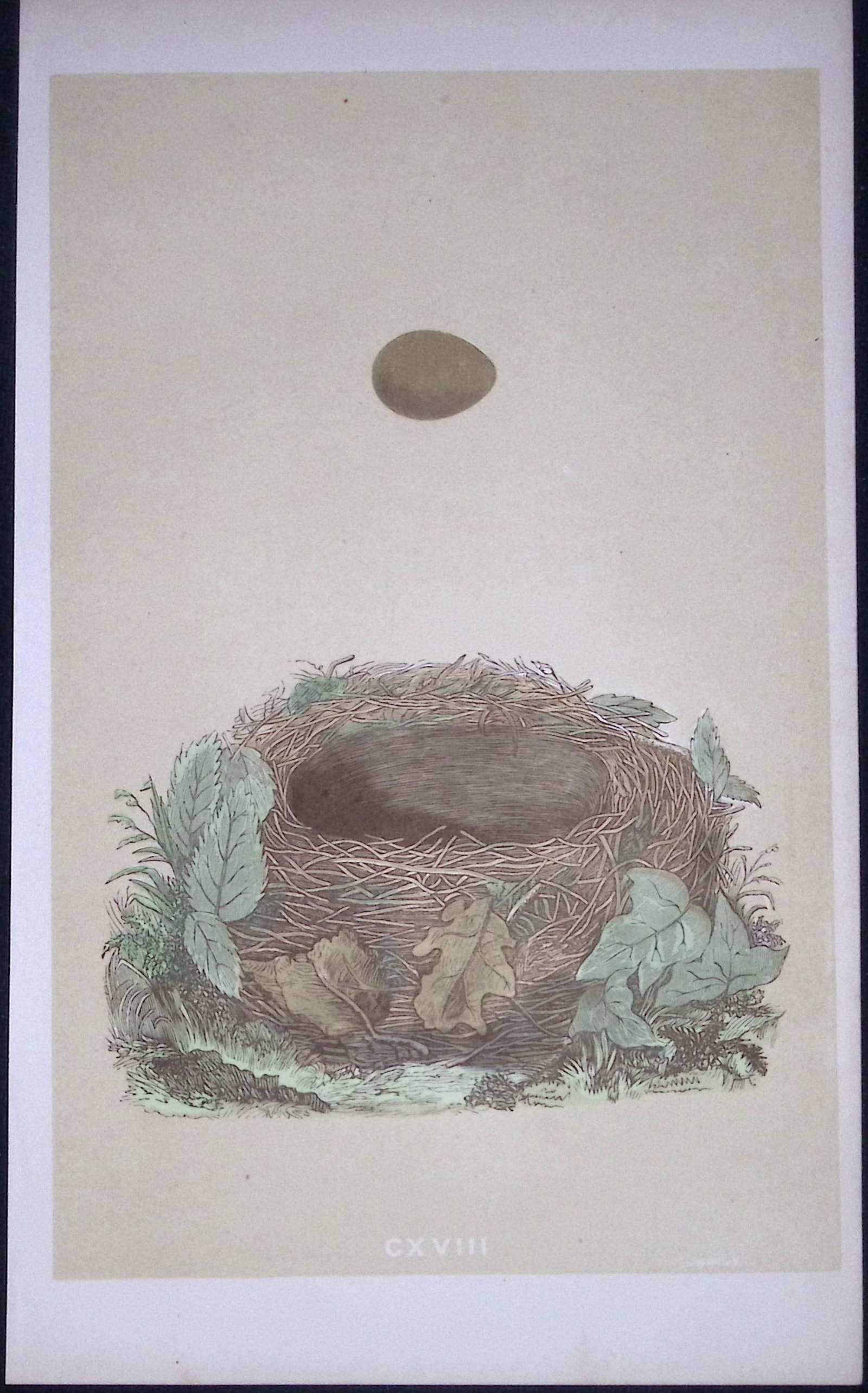 Rev Morris Nightingale Bird Nest & Egg Antique Woodblock Engraving-60 (1 of 2)