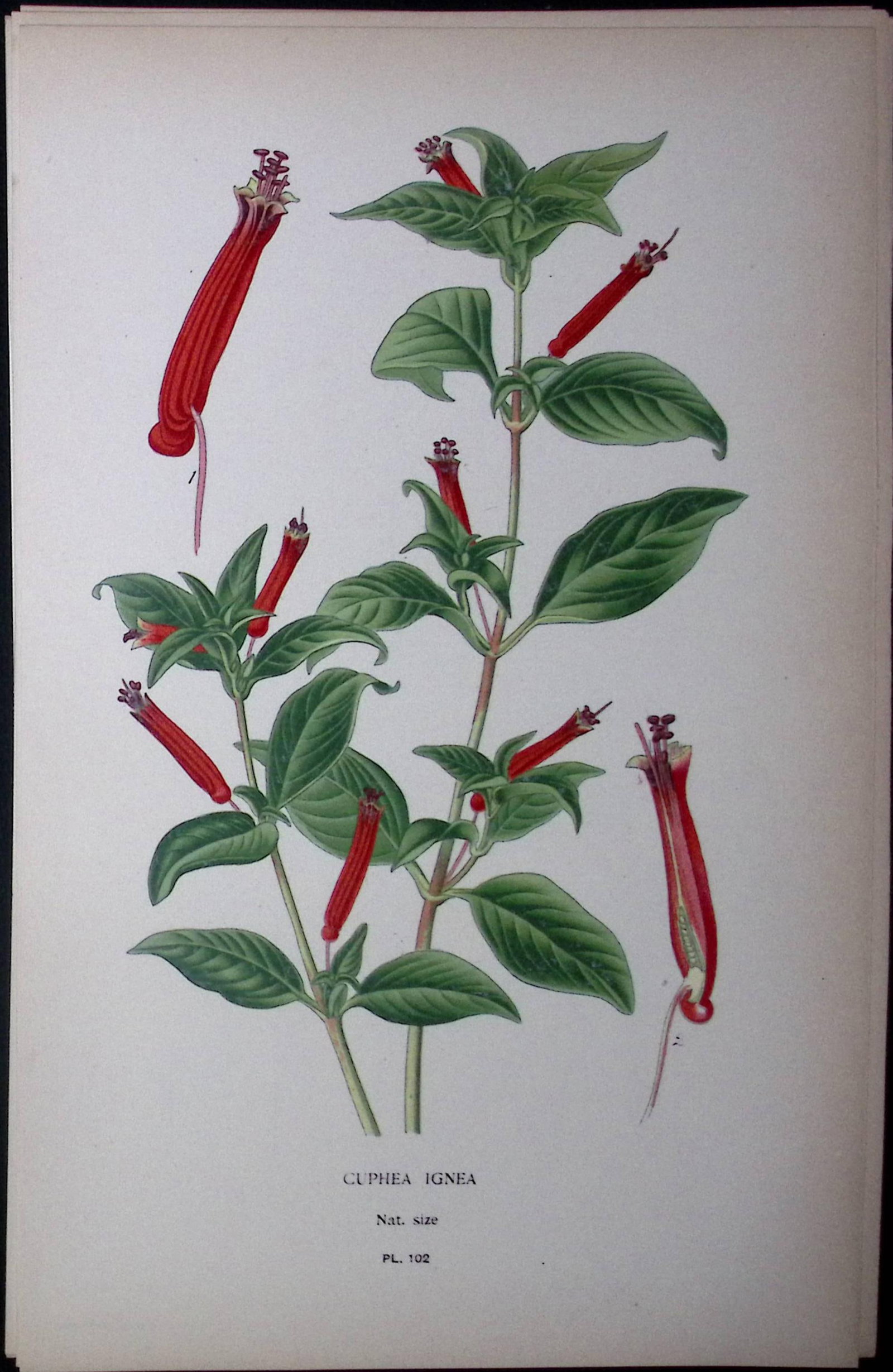 Cuphea Ignea Edward Step Rare Antique Botanical Book Plate-102: Title: Cuphea Ignea Edward Step Rare Antique Botanical Book Plate-102 Description: This Rare Beautiful Chromolithograph Was Removed from a Circa 1897 Antique Edition of. The Favourite Flowers of
