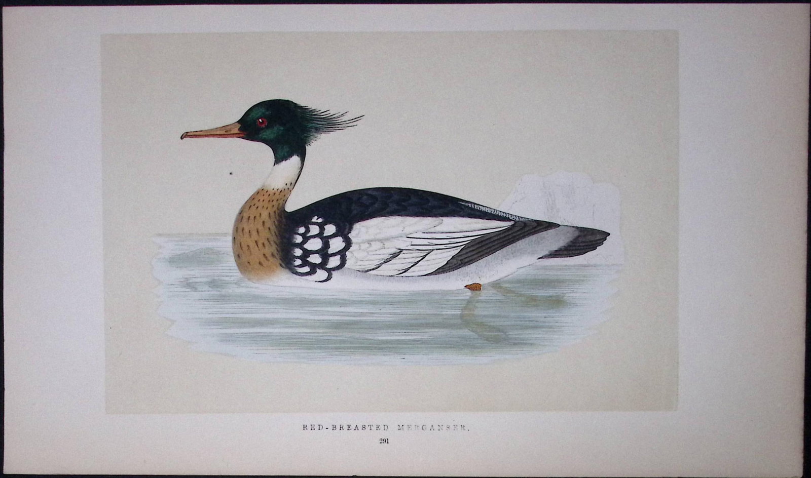 Red Breasted Merganser Bird- Rev Morris First Edition Antique Woodblock Engraving-101 (1 of 1)
