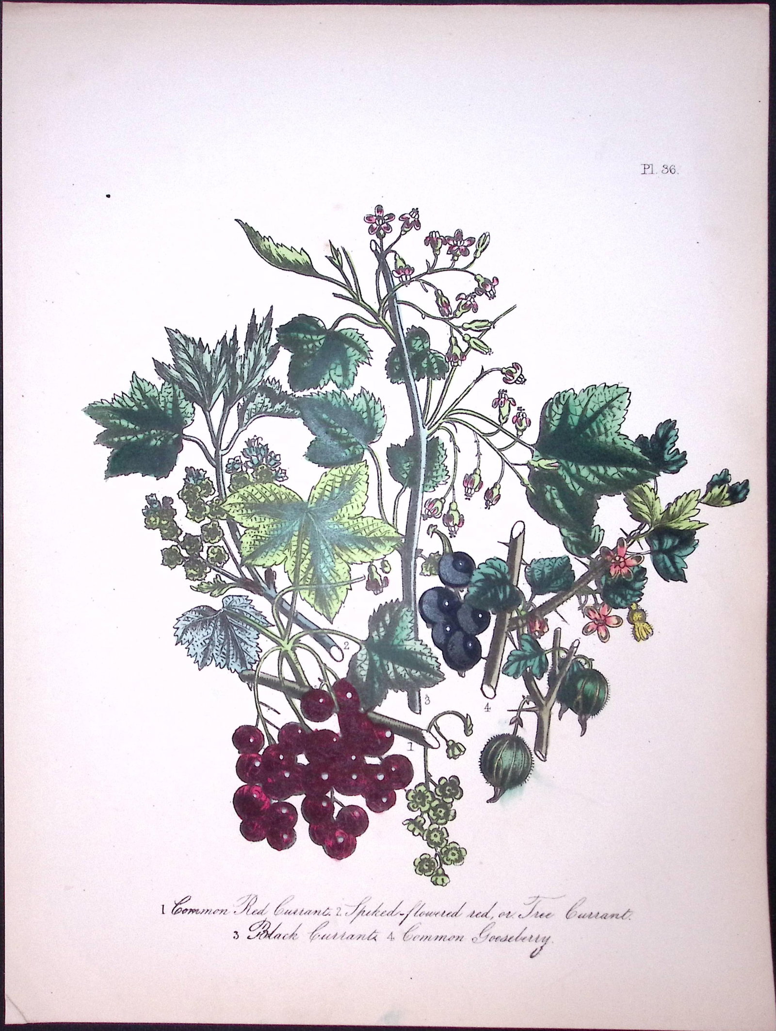 Rare 165-Yr-Old Antique Wildflower Gilt-Edged Illustration Jane Webb Loudon-36-A (1 of 2)