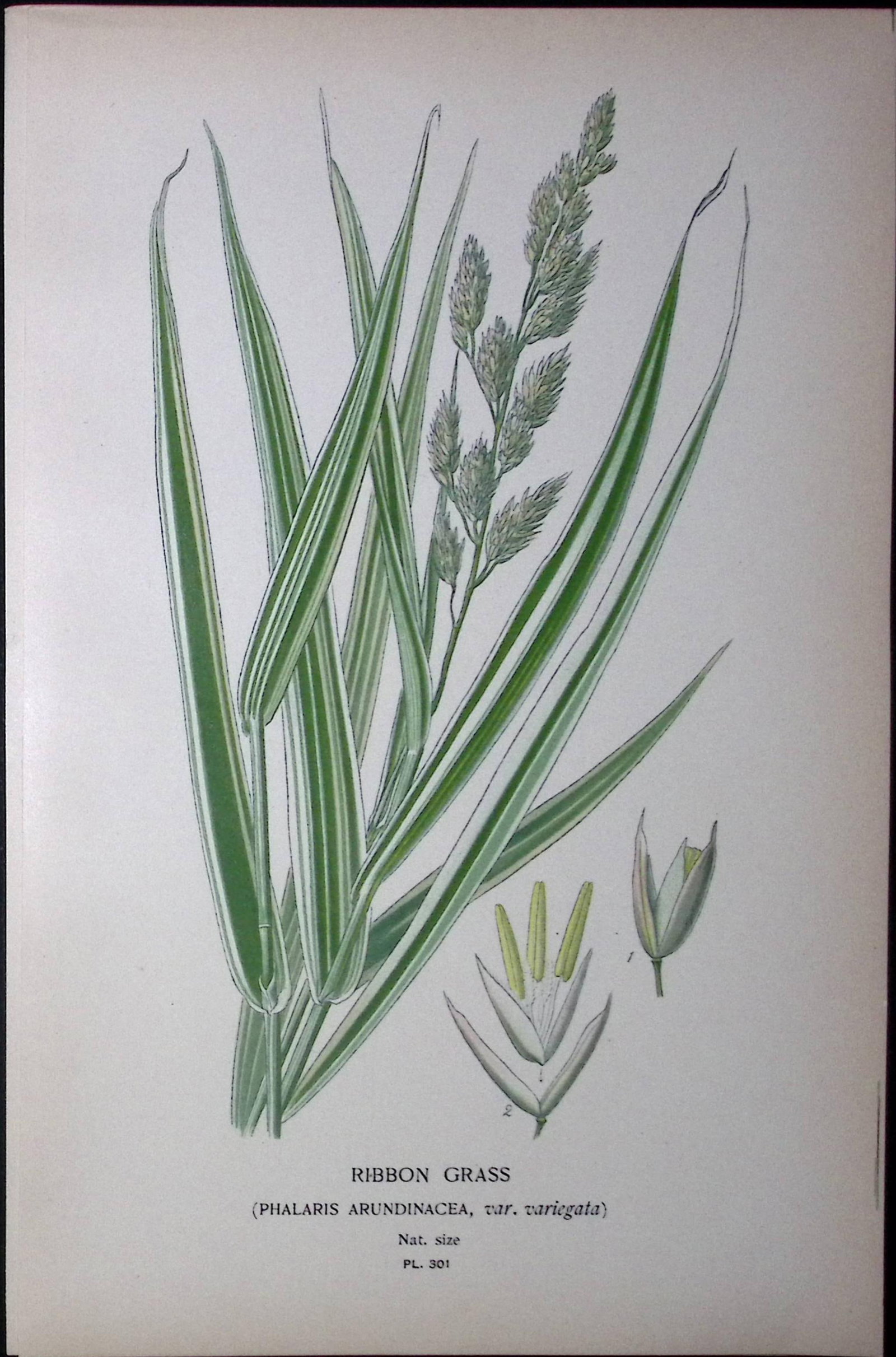 Ribbon Grass Edward Step Rare Antique Botanical Book Plate-301 (1 of 1)