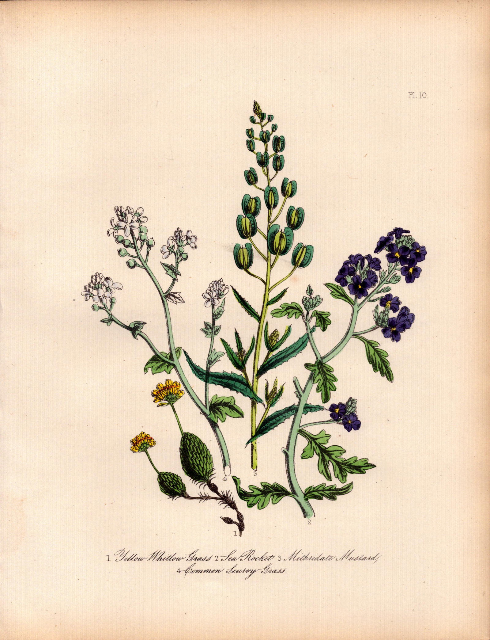 Rare 165-Yr-Old Antique Wildflower Gilt-Edged Illustration Jane Webb Loudon -10.: Title: Rare 165-Yr-Old Antique Wildflower Gilt-Edged Illustration Jane Webb Loudon -10. Description: Rare 165-Yr-Old Antique Wildflower Gilt-Edged Illustration Jane Webb Loudon -10. With Origin