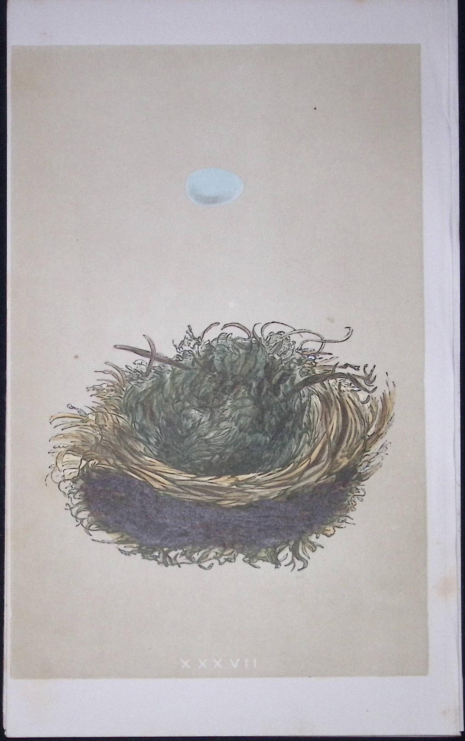 Rev Morris Pied Flycatcher Bird Nest & Egg Antique Woodblock Engraving-10: Title: Rev Morris Pied Flycatcher Bird Nest & Egg Antique Woodblock Engraving-10 Description: This Original Antique Colour Engraved Plate Was Removed from a First Edition of. The Rev FO Morris