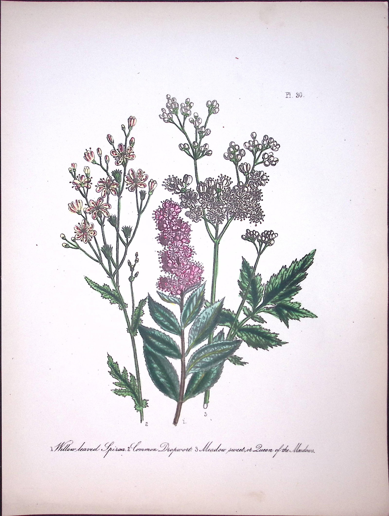 Rare 165-Yr-Old Antique Wildflower Gilt-Edged Illustration Jane Webb Loudon-30-A: Title: Rare 165-Yr-Old Antique Wildflower Gilt-Edged Illustration Jane Webb Loudon-30-A Description: Rare 165-Yr-Old Antique Wildflower Gilt-Edged Illustration Jane Webb Loudon-30. With Original