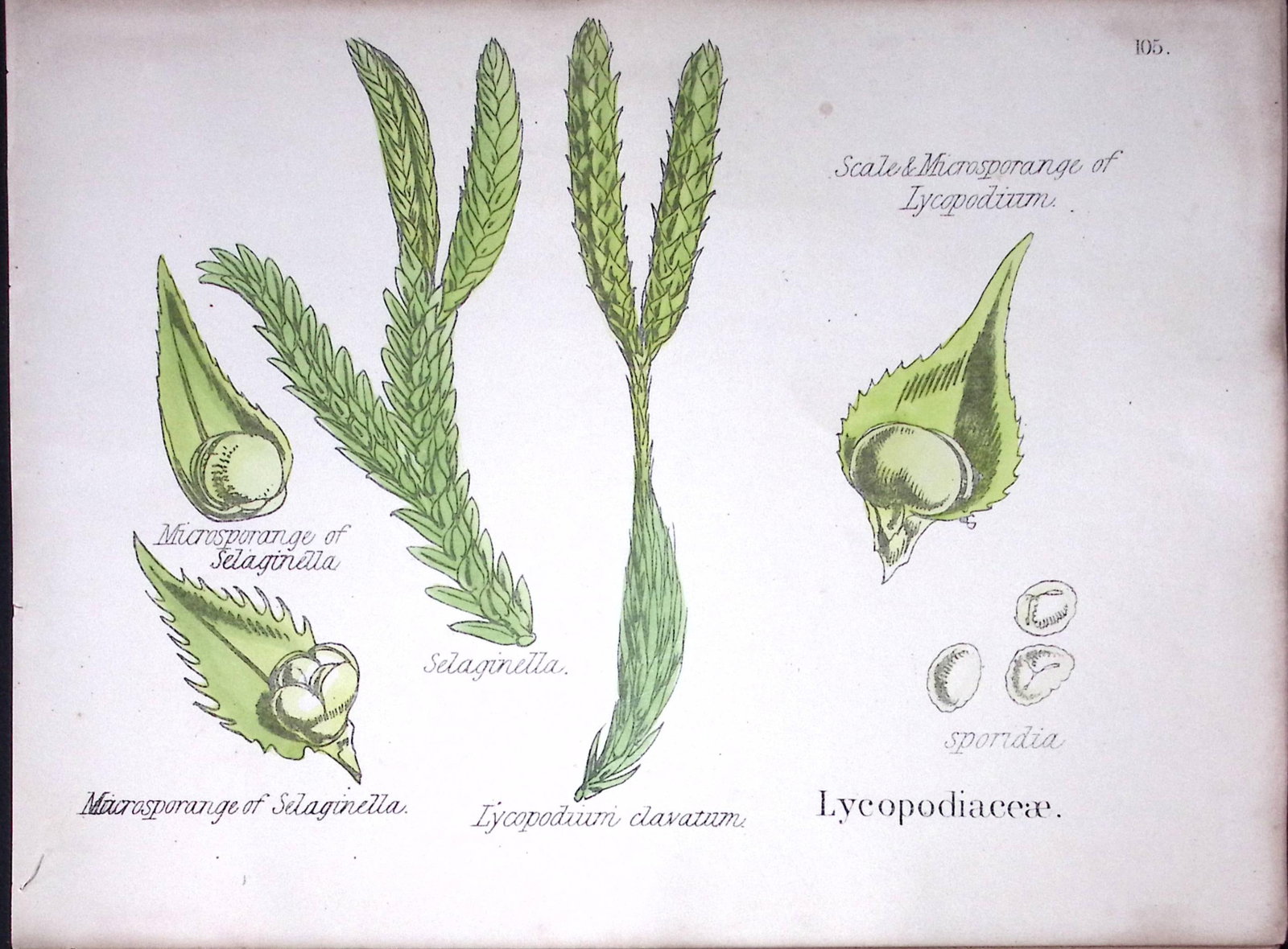 Lycopodiaceae Botanical Flower Diagram Rare Antique First Edition Illustration-105: Title: Lycopodiaceae Botanical Flower Diagram Rare Antique First Edition Illustration-105 Description: 150 Years-Old First Edition Hand-Coloured First Edition illustration by W. H. Fitch with
