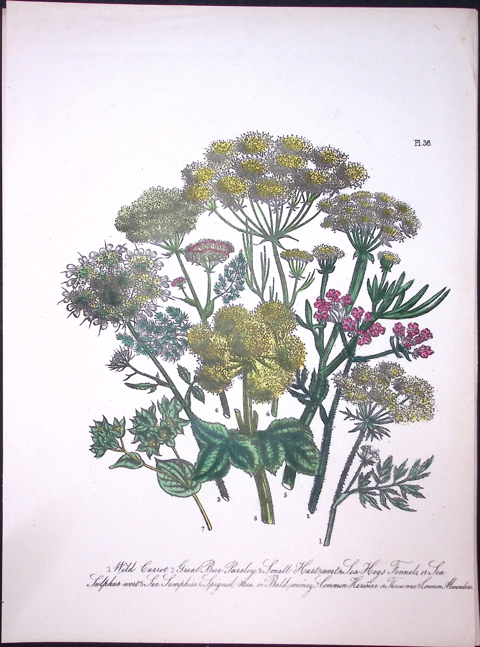 Rare 165-Yr-Old Antique Wildflower Gilt-Edged Illustration Jane Webb Loudon-38.: Title: Rare 165-Yr-Old Antique Wildflower Gilt-Edged Illustration Jane Webb Loudon-38. Description: Rare 165-Yr-Old Antique Wildflower Gilt-Edged Illustration Jane Webb Loudon-38. With Original