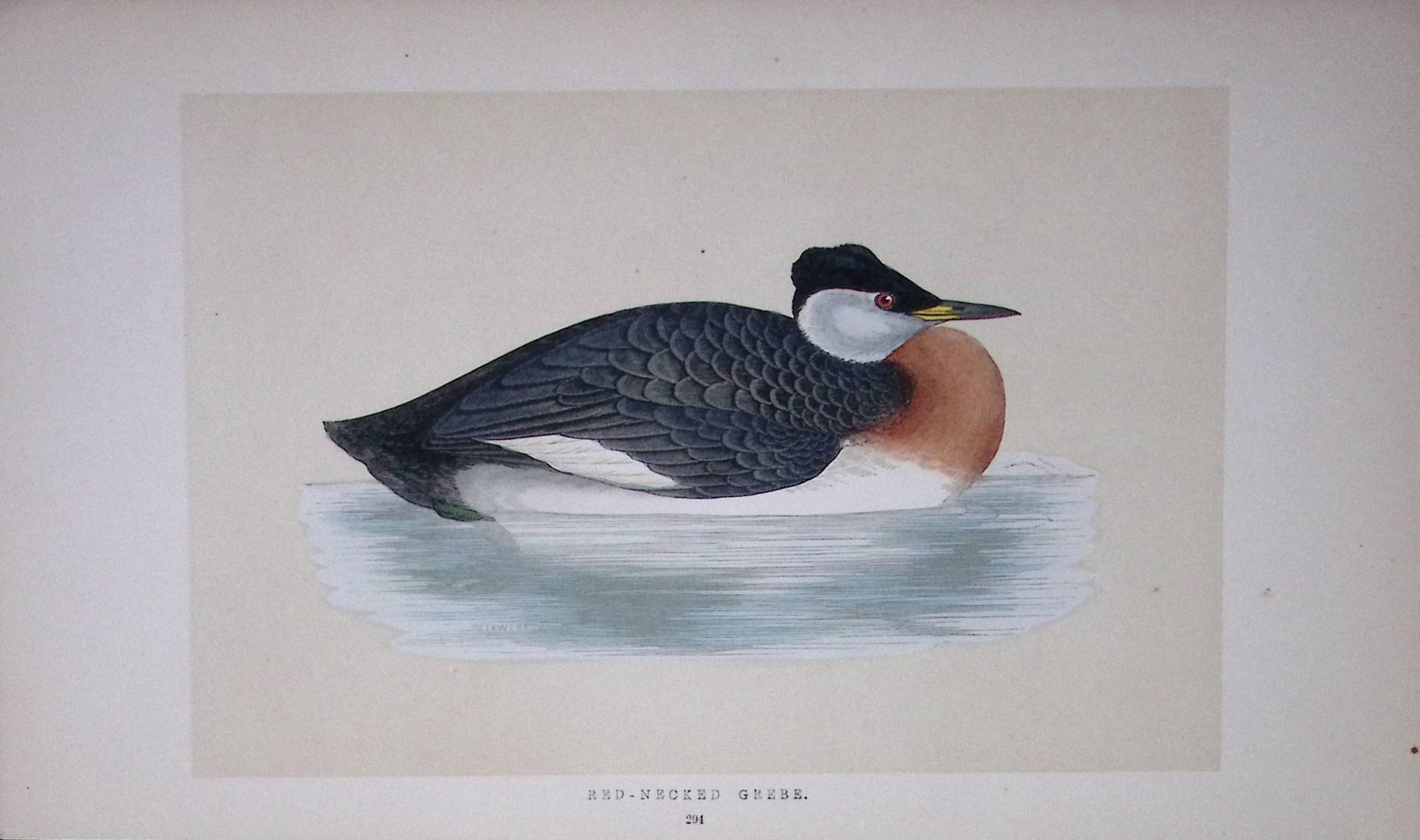 Red Headed Grebe Bird- Rev Morris First Edition Antique Woodblock Engraving-104: Title: Red Headed Grebe Bird- Rev Morris First Edition Antique Woodblock Engraving-104 Description: This Chromolithographic Woodblock Engraving Has Been Removed from a First Antique Edition of.