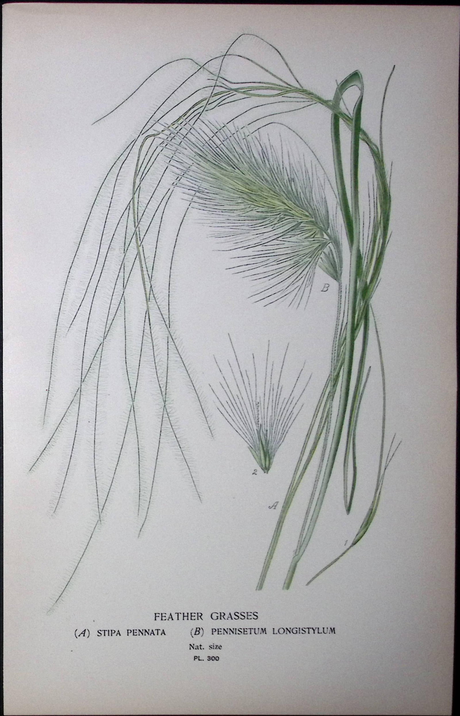 Feather Grasses Edward Step Rare Antique Botanical Book Plate-300: Title: Feather Grasses Edward Step Rare Antique Botanical Book Plate-300 Description: This Rare Beautiful Chromolithograph Was Removed from a Circa 1897 Antique Edition of. The Favourite Flower