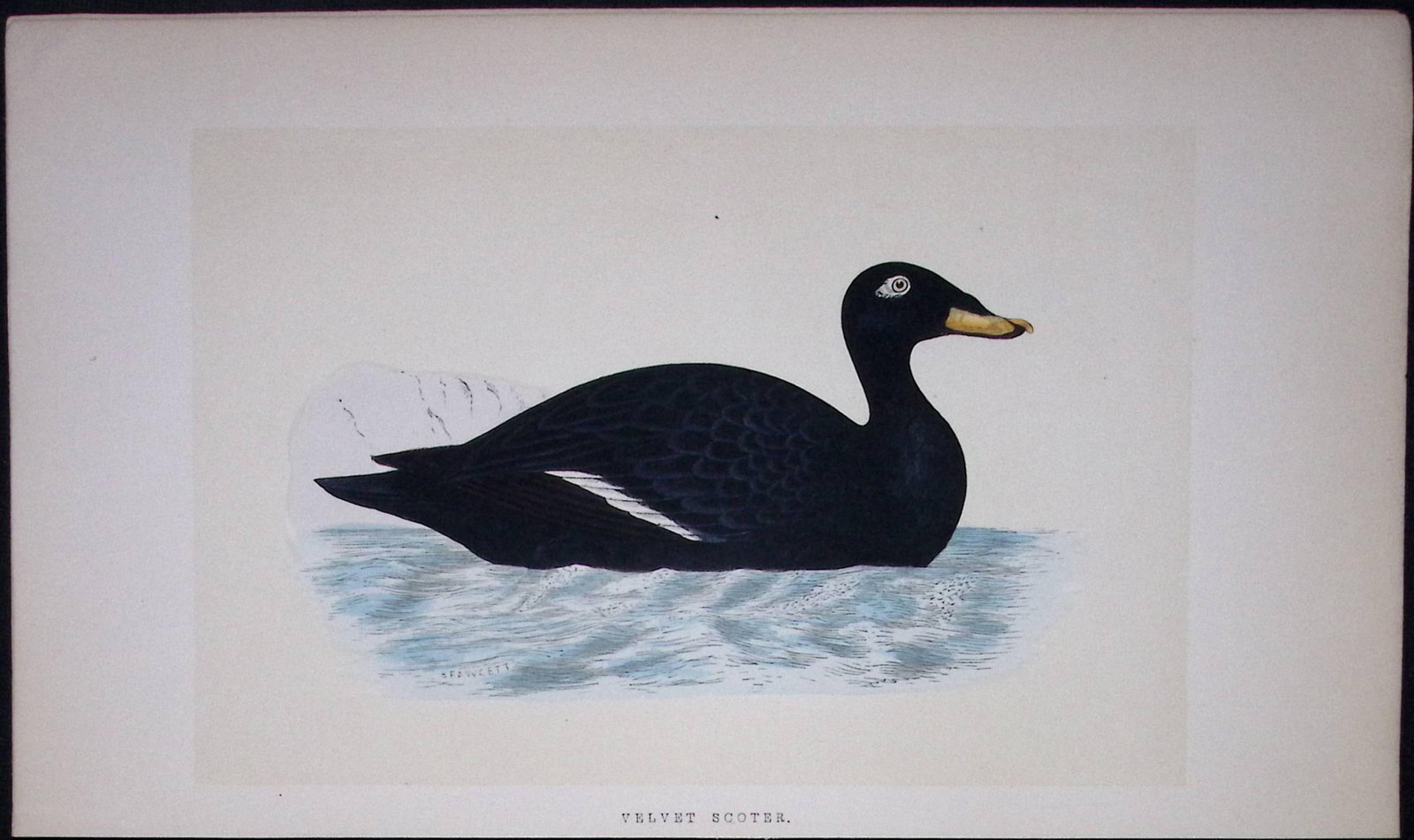Velvet Scoter Bird- Rev Morris First Edition Antique Woodblock Engraving-96: Title: Velvet Scoter Bird- Rev Morris First Edition Antique Woodblock Engraving-96 Description: This Chromolithographic Woodblock Engraving Has Been Removed from a First Antique Edition of. Rev