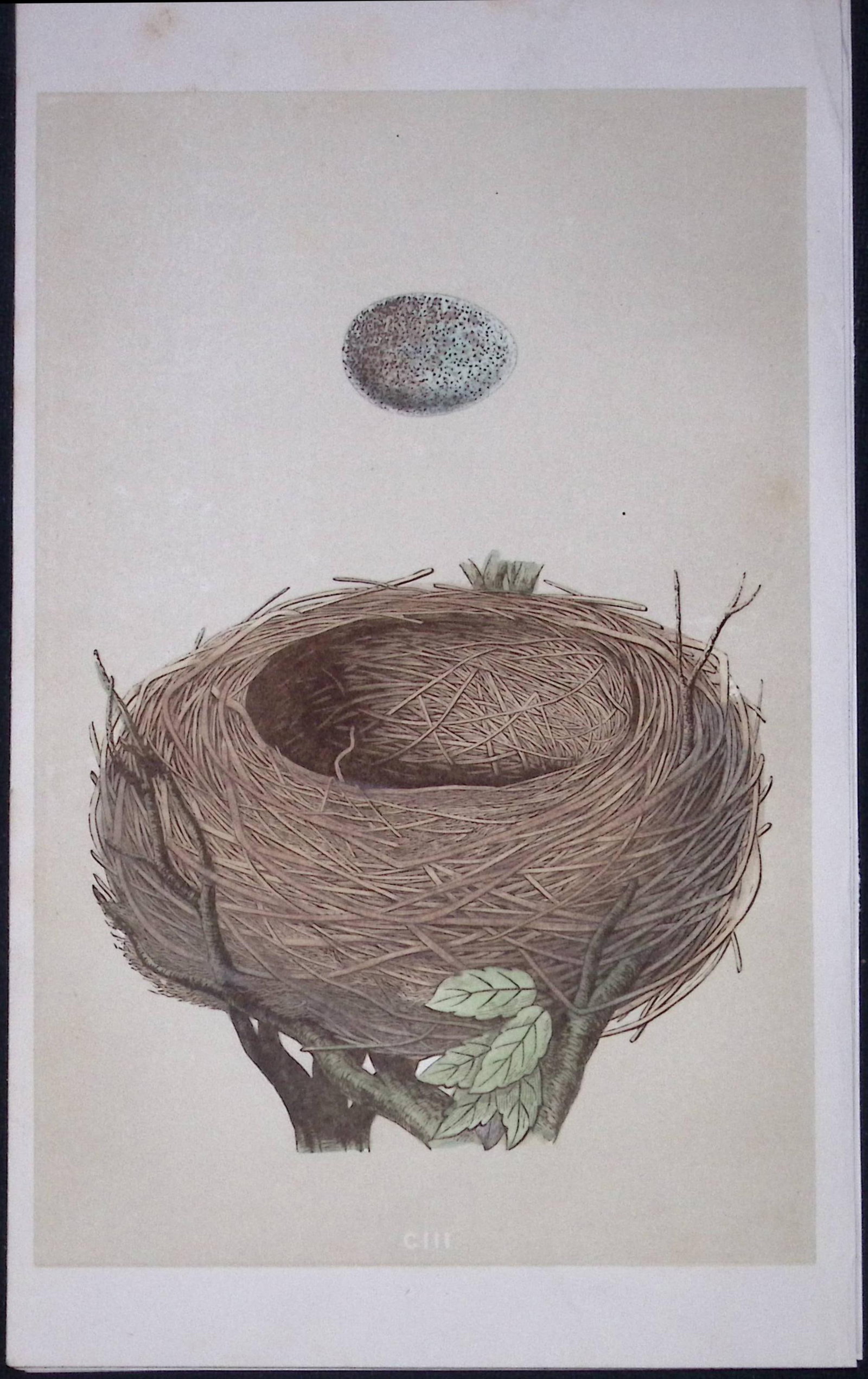 Rev Morris Blackbird Bird Nest & Egg Antique Woodblock Engraving-35: Title: Rev Morris Blackbird Bird Nest & Egg Antique Woodblock Engraving-35 Description: This Original Antique Colour Engraved Plate Was Removed from a First Edition of. The Rev FO Morris Natural