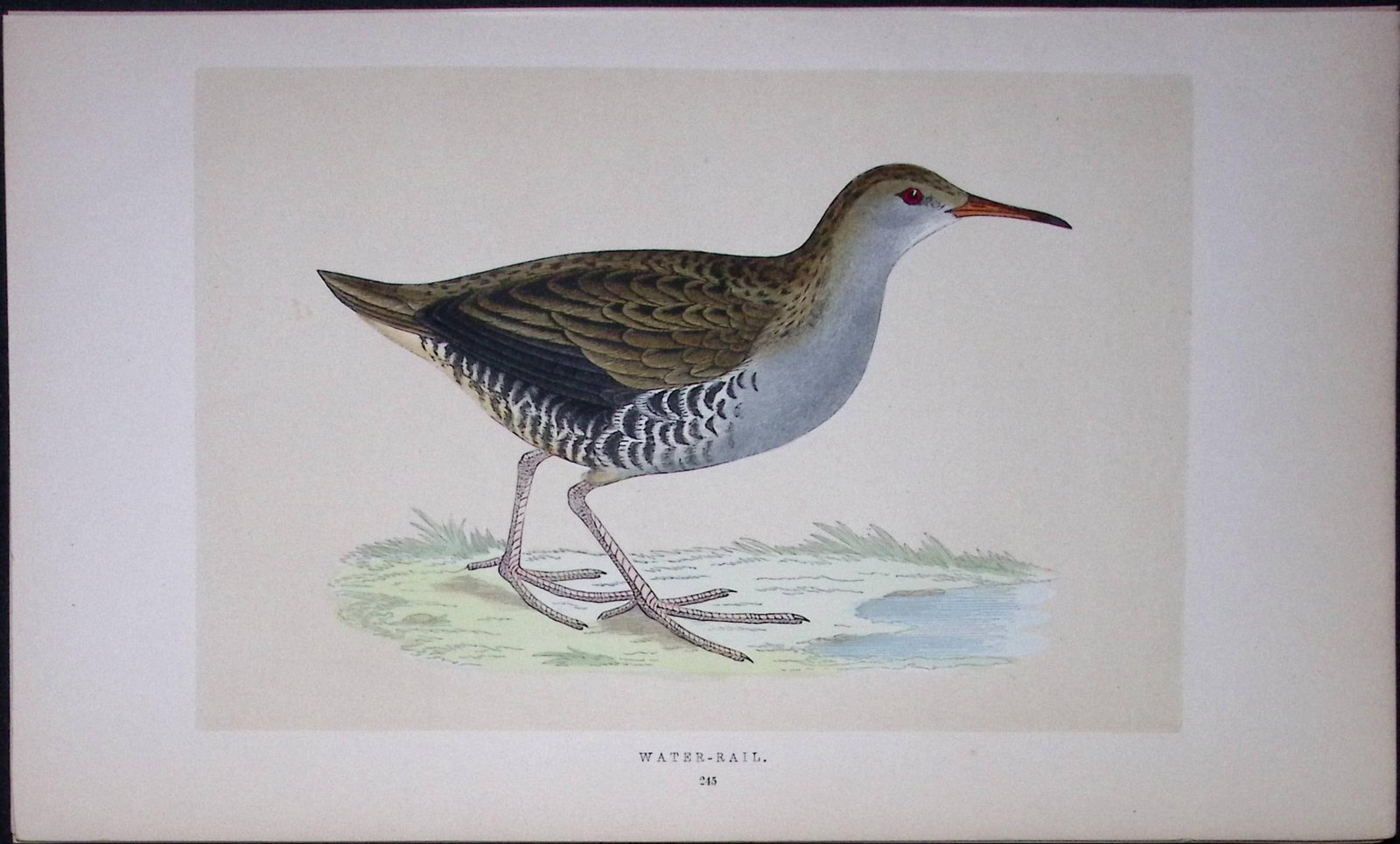 Water-Rail Bird- Rev Morris First Edition Antique Woodblock Engraving-64 (1 of 1)