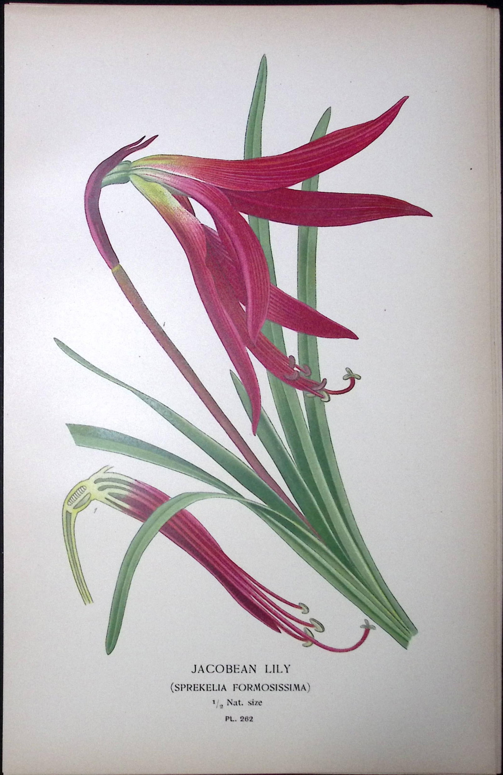 Jacobean Lily Edward Step Rare Antique Botanical Book Plate-262: Title: Jacobean Lily Edward Step Rare Antique Botanical Book Plate-262 Description: This Rare Beautiful Chromolithograph Was Removed from a Circa 1897 Antique Edition of. The Favourite Flo