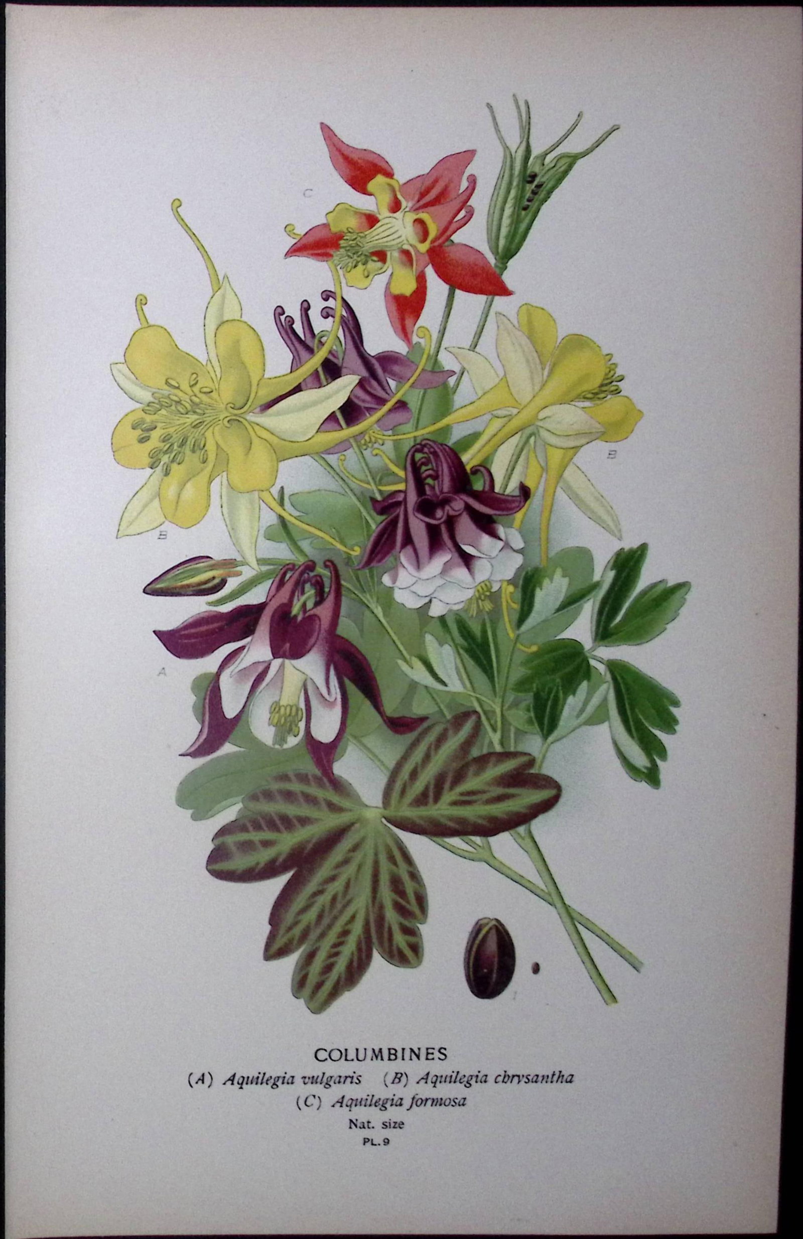 Columbines Edward Step Rare Antique Botanical Book Plate-9 (1 of 1)