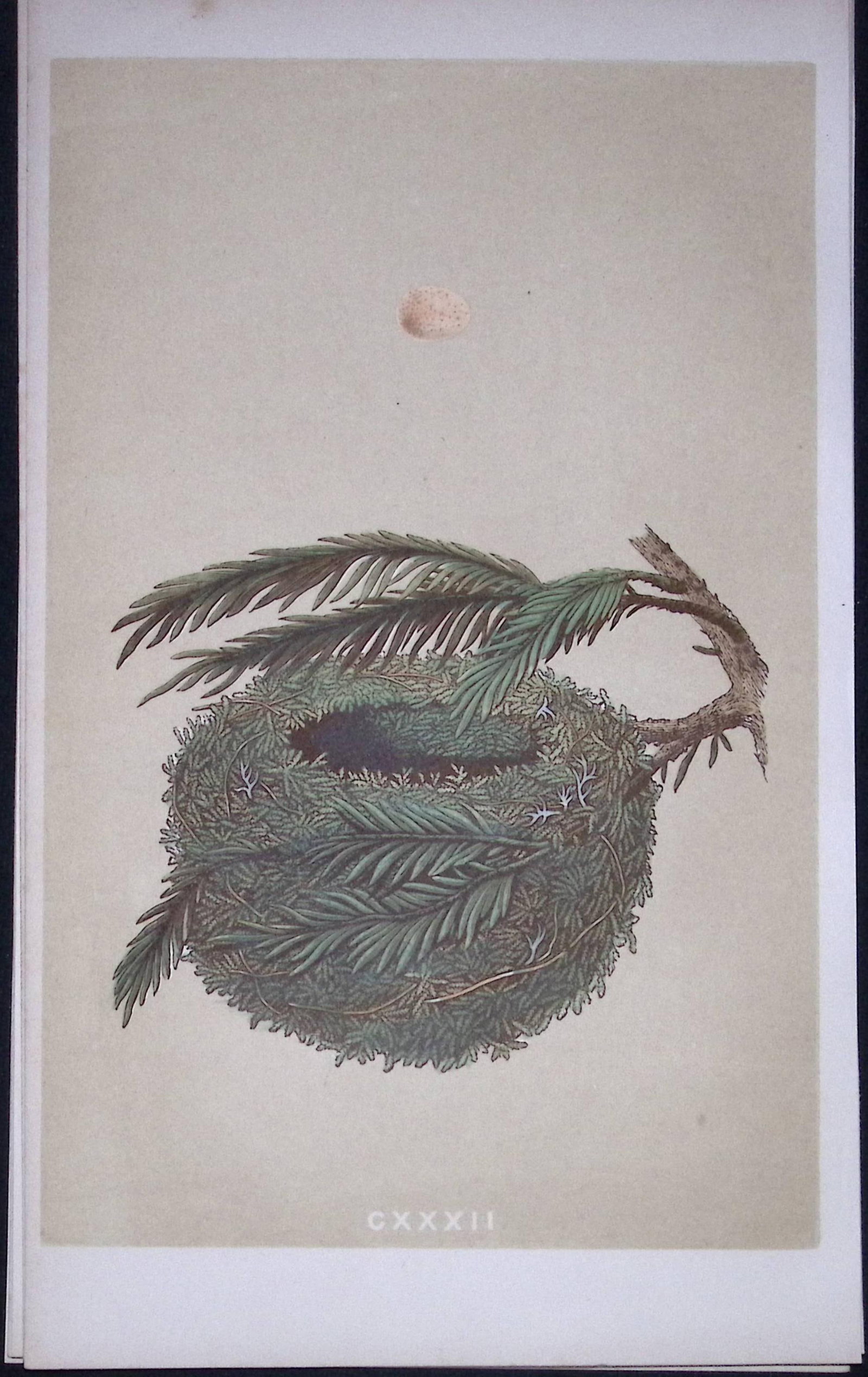 Rev Morris Goldcrest Bird Nest & Egg Antique Woodblock Engraving-64 (1 of 2)