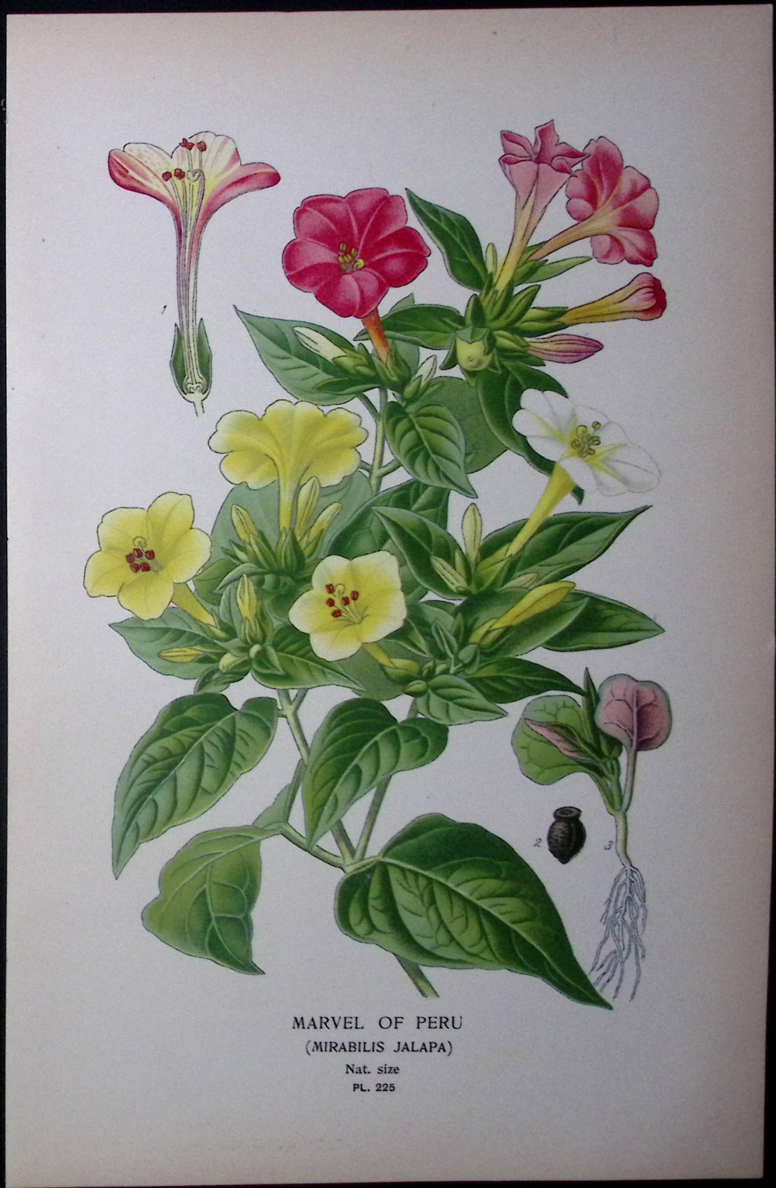 Marvel of Peru Edward Step Rare Antique Botanical Book Plate-225 (1 of 2)