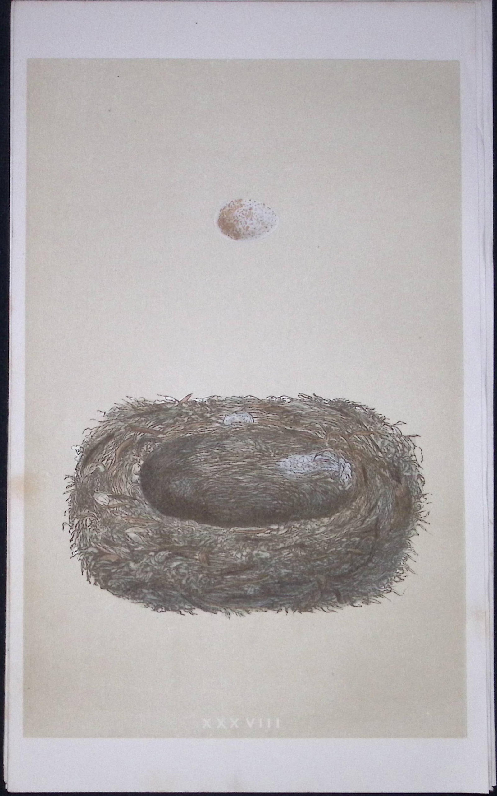 Rev Morris Spotted Flycatcher Bird Nest & Egg Antique Woodblock Engraving-10a (1 of 2)