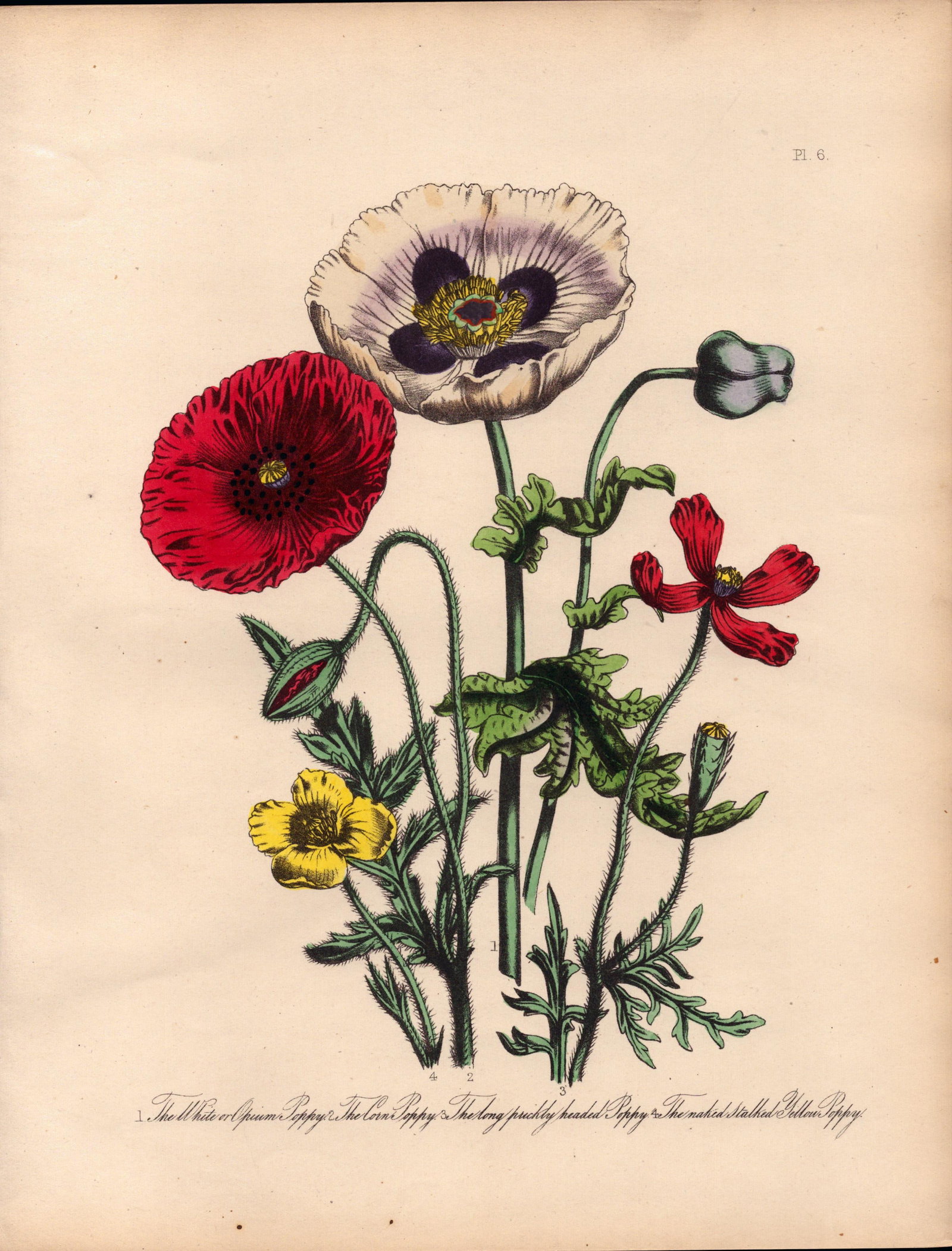 Rare 165-Yr-Old Antique Wildflower Gilt-Edged Illustration Jane Webb Loudon -6. (1 of 2)