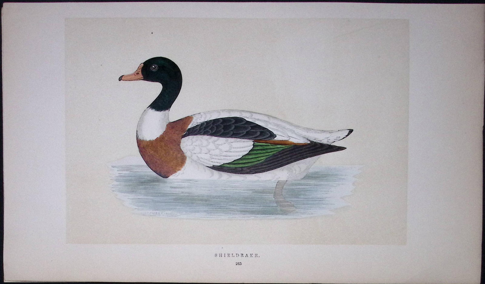 Shieldrake Bird- Rev Morris First Edition Antique Woodblock Engraving-84 (1 of 1)