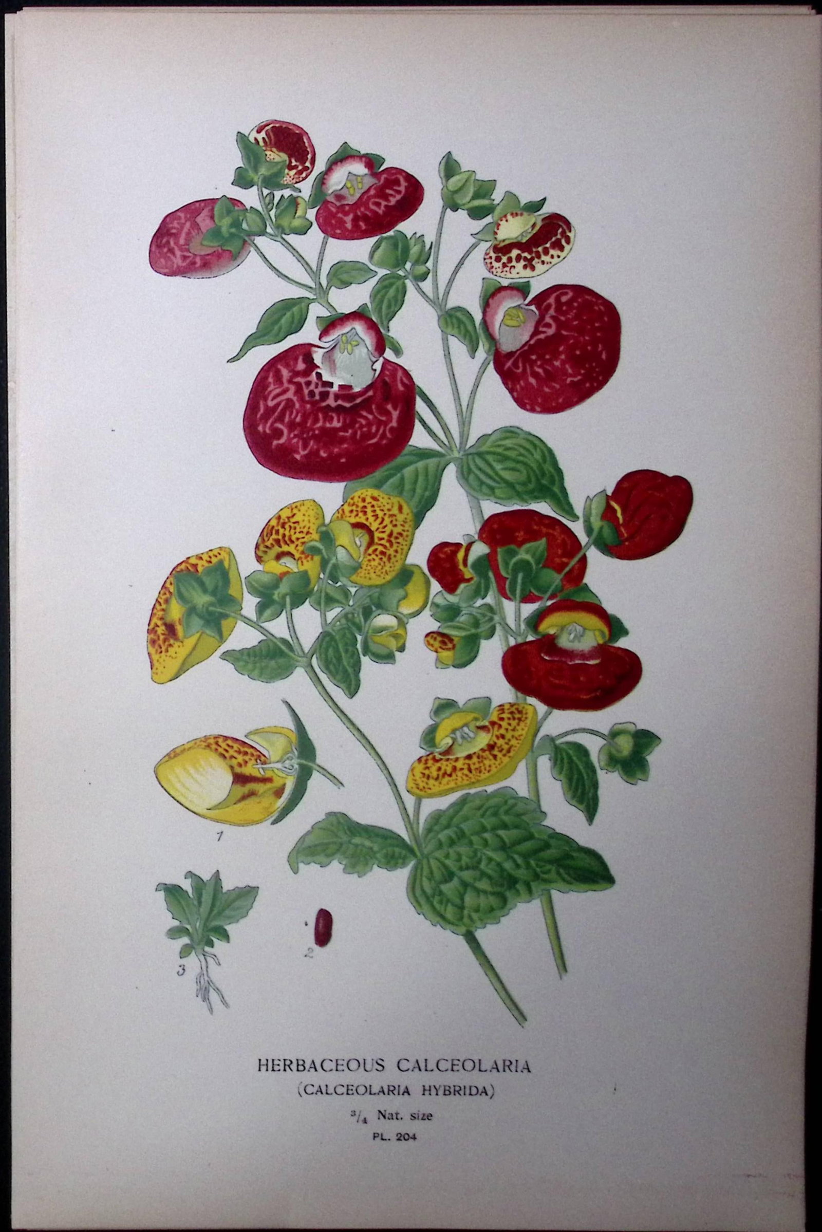 Slipper Flower Edward Step Rare Antique Botanical Book Plate-204: Title: Slipper Flower Edward Step Rare Antique Botanical Book Plate-204 Description: This Rare Beautiful Chromolithograph Was Removed from a Circa 1897 Antique Edition of. The Favourite Flowers