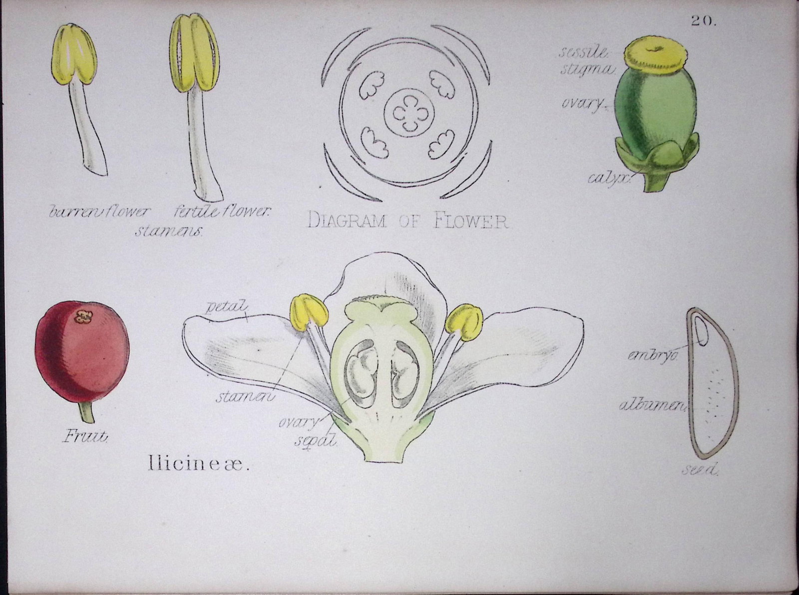 Llicineae Botanical Flower Diagram Rare Antique First Edition Illustration-20: Title: Llicineae Botanical Flower Diagram Rare Antique First Edition Illustration-20 Description: 150 Years-Old First Edition Hand-Coloured First Edition illustration by W. H. Fitch with
