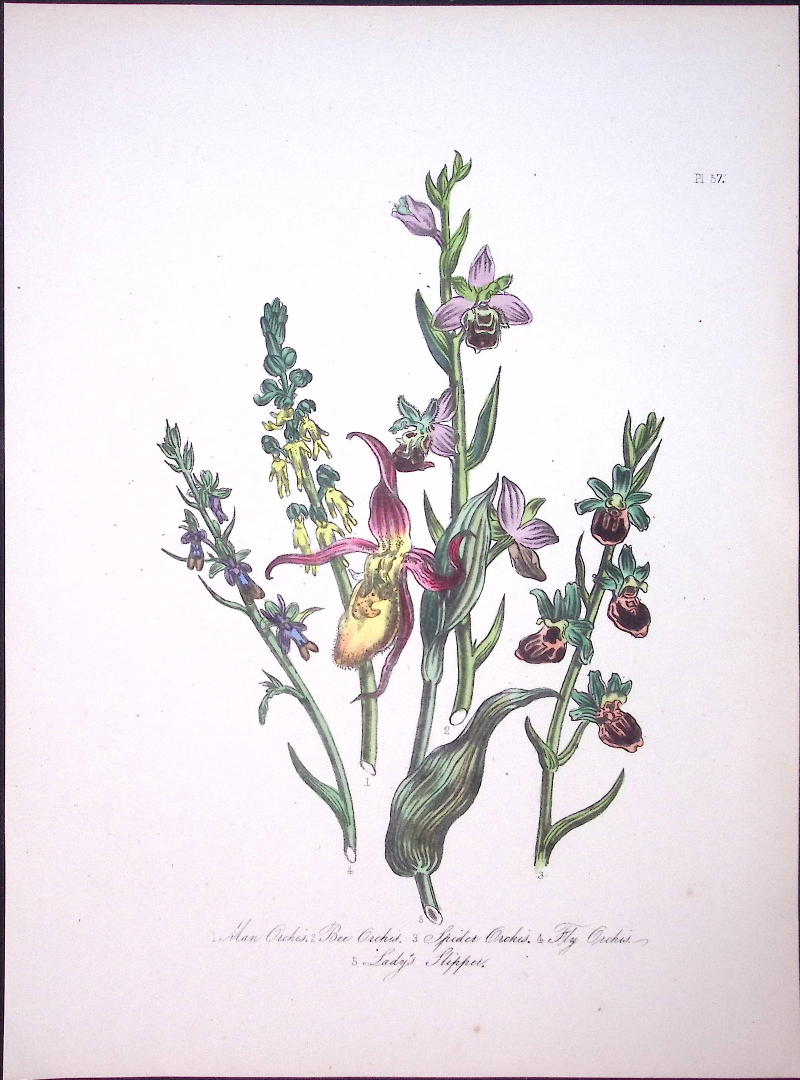 Rare 165-Yr-Old Antique Wildflower Gilt-Edged Illustration Jane Webb Loudon-57-A: Title: Rare 165-Yr-Old Antique Wildflower Gilt-Edged Illustration Jane Webb Loudon-57-A Description: Rare 165-Yr-Old Antique Wildflower Gilt-Edged Illustration Jane Webb Loudon-57. With Original