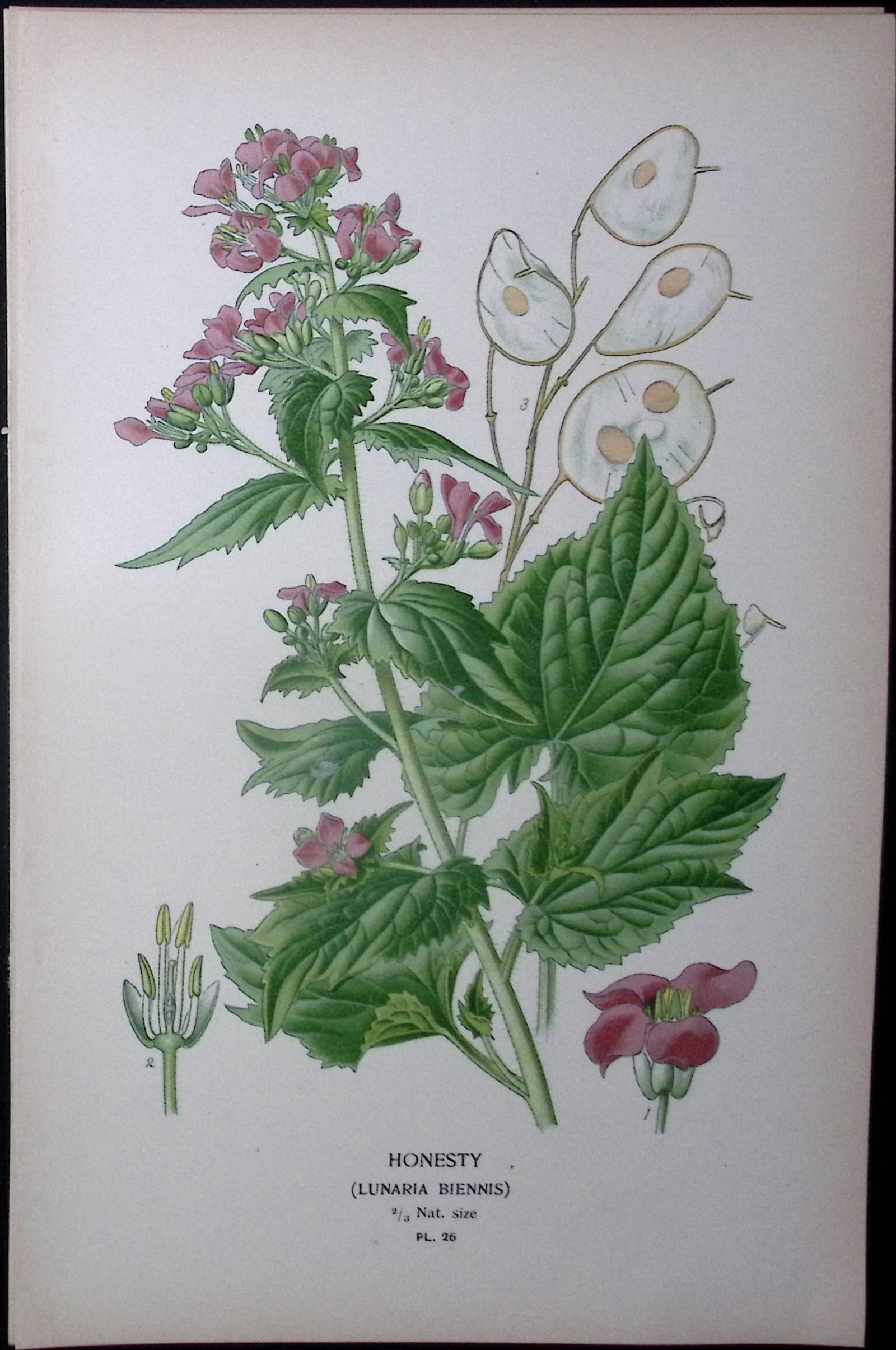 Honesty Flower Edward Step Rare Antique Botanical Book Plate-26: Title: Honesty Flower Edward Step Rare Antique Botanical Book Plate-26 Description: This Rare Beautiful Chromolithograph Was Removed from a Circa 1897 Antique Edition of. The Favourite Flowers of
