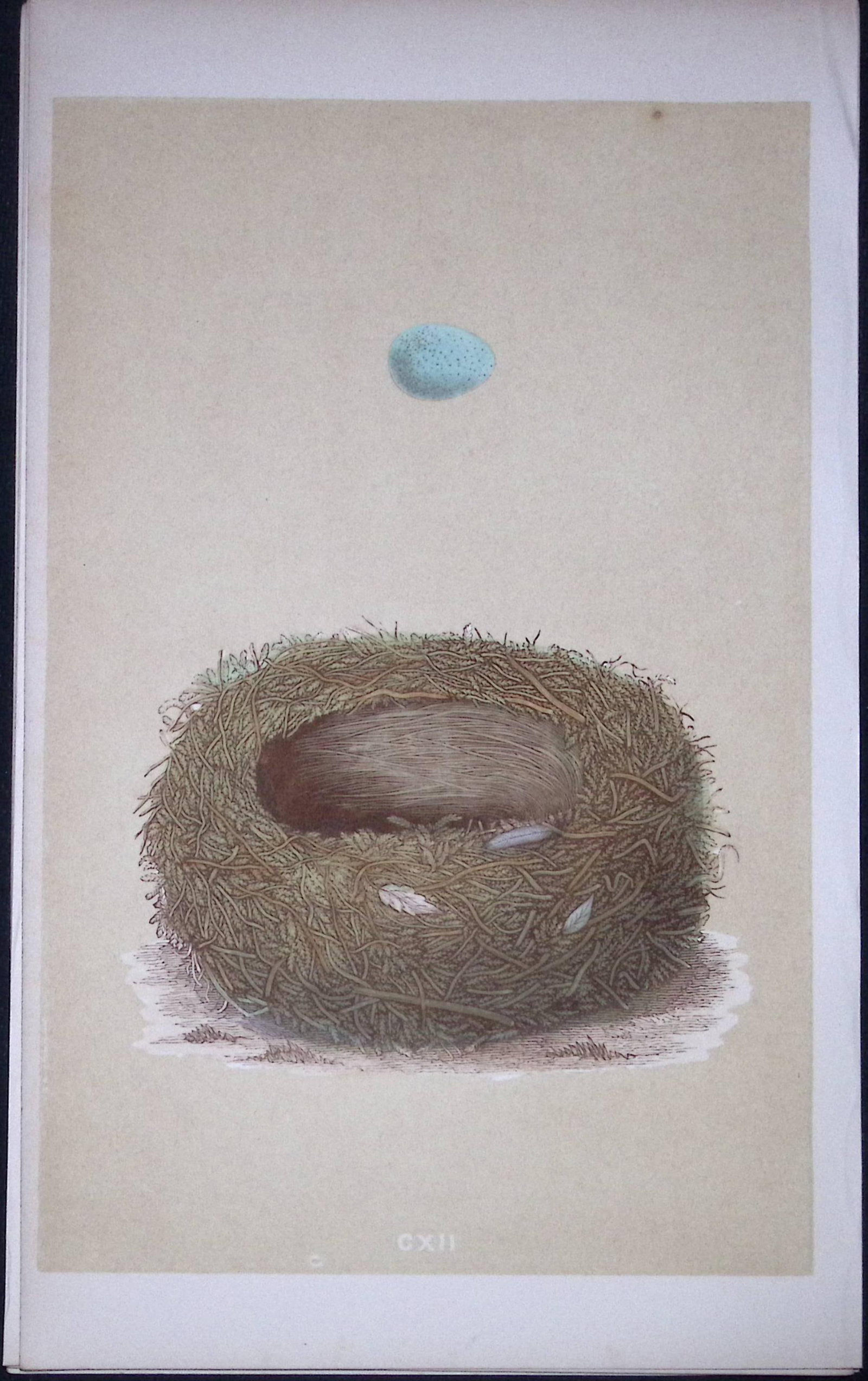 Rev Morris Stonechat Bird Nest & Egg Antique Woodblock Engraving-55: Title: Rev Morris Stonechat Bird Nest & Egg Antique Woodblock Engraving-55 Description: This Original Antique Colour Engraved Plate Was Removed from a First Edition of. The Rev FO Morris Natural