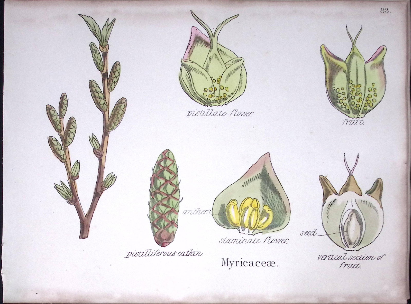 Myricaceae Botanical Flower Diagram Rare Antique First Edition Illustration-83 (1 of 2)