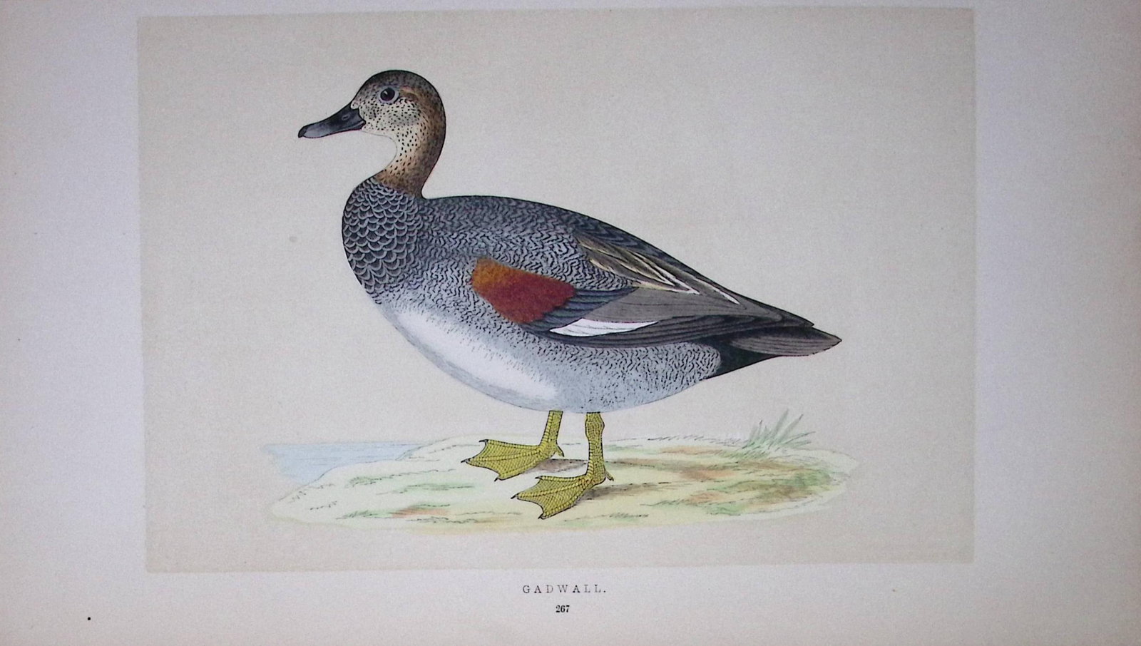 Gadwall Bird- Rev Morris First Edition Antique Woodblock Engraving-86 (1 of 1)