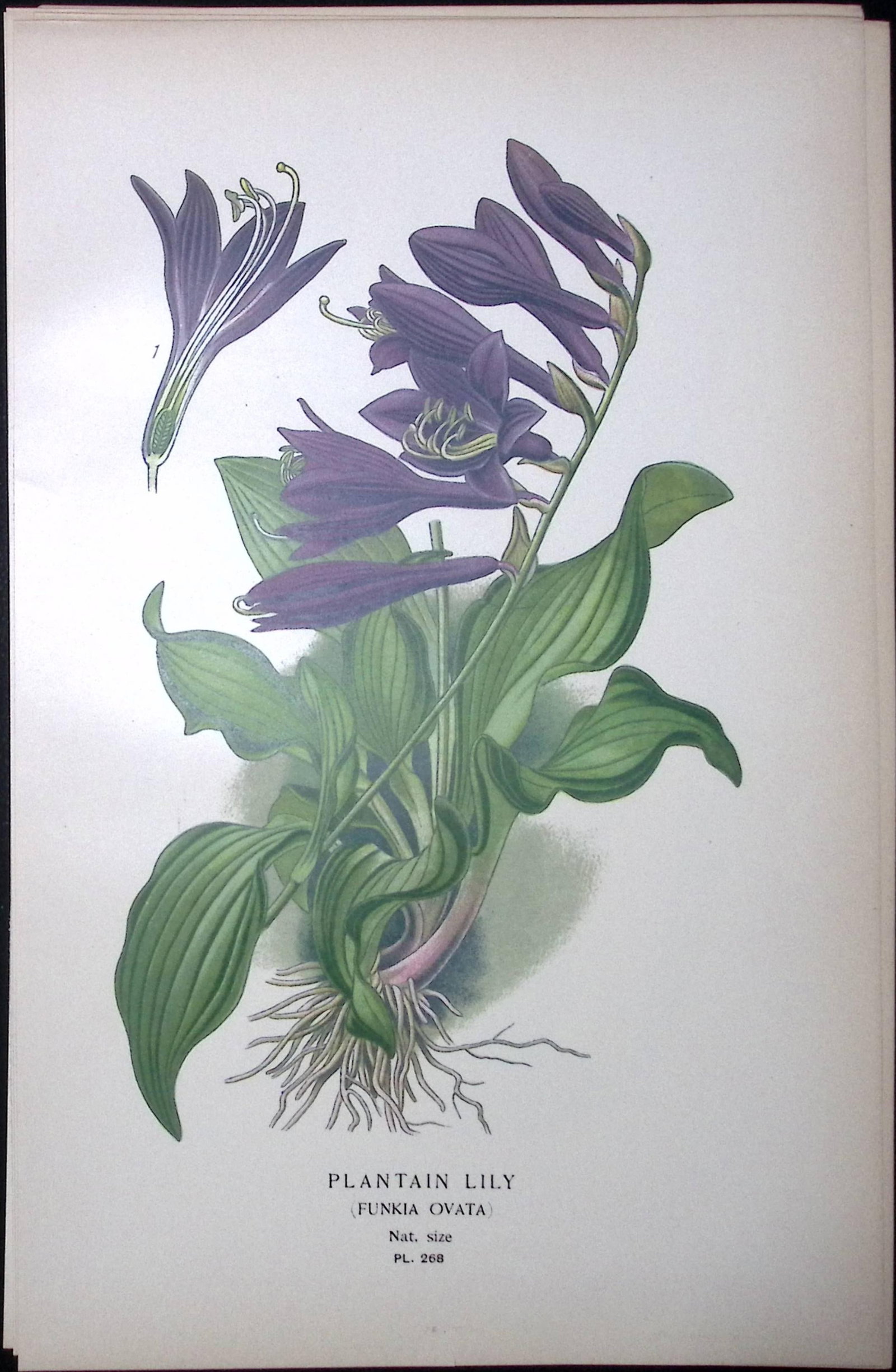 Plantain Lily Edward Step Rare Antique Botanical Book Plate-268: Title: Plantain Lily Edward Step Rare Antique Botanical Book Plate-268 Description: This Rare Beautiful Chromolithograph Was Removed from a Circa 1897 Antique Edition of. The Favourite Flo