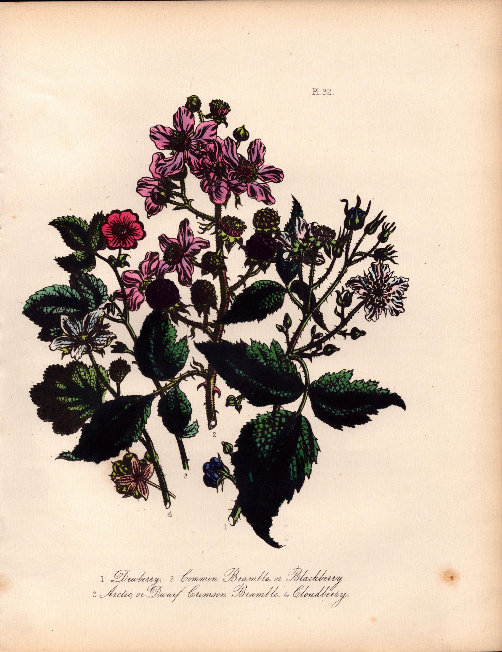 Rare 165-Yr-Old Antique Wildflower Gilt-Edged Illustration Jane Webb Loudon-32. (1 of 2)