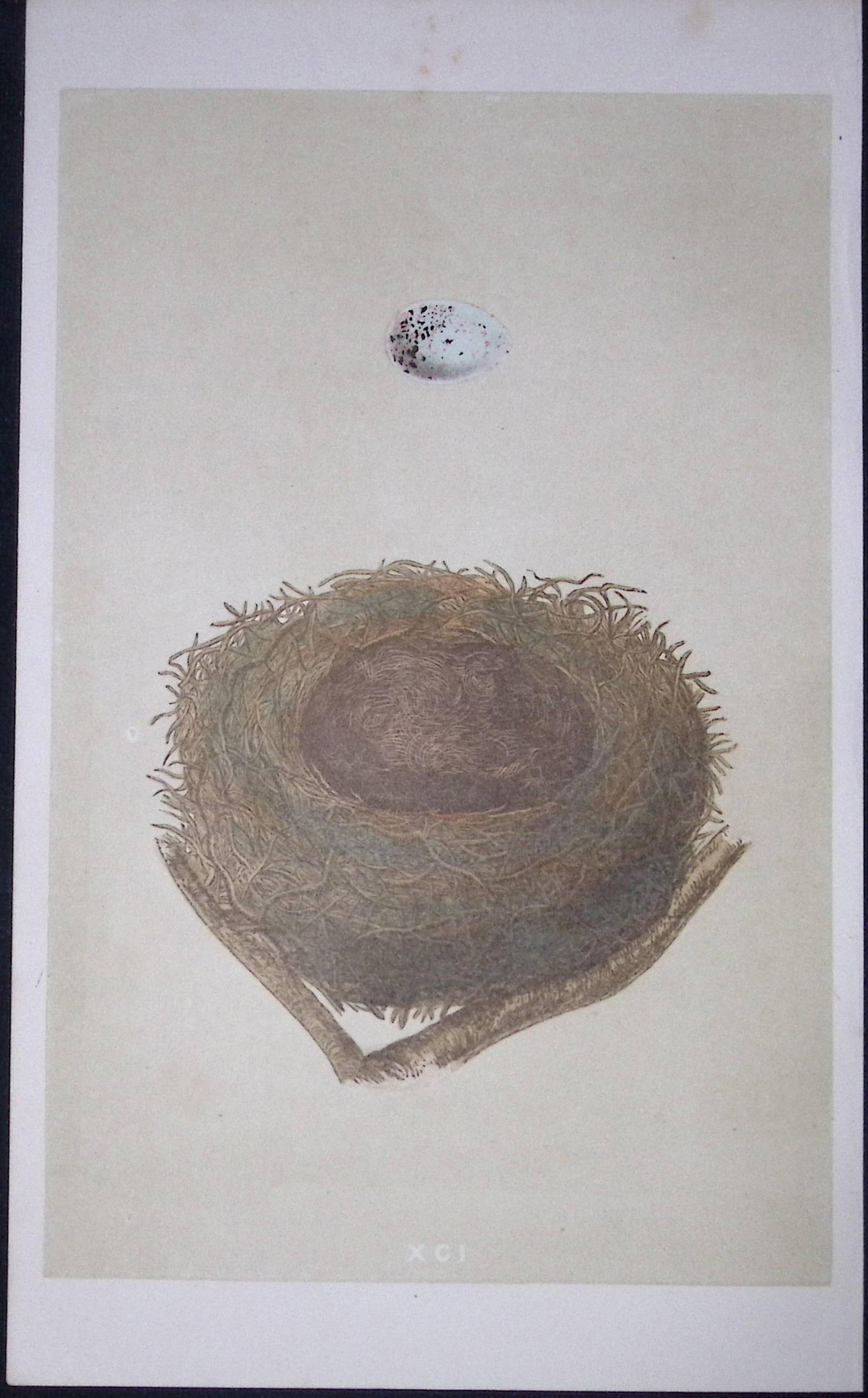 Rev Morris Bullfinch Bird Nest & Egg Antique Woodblock Engraving-15: Title: Rev Morris Bullfinch Bird Nest & Egg Antique Woodblock Engraving-15 Description: This Original Antique Colour Engraved Plate Was Removed from a First Edition of. The Rev FO Morris Natural