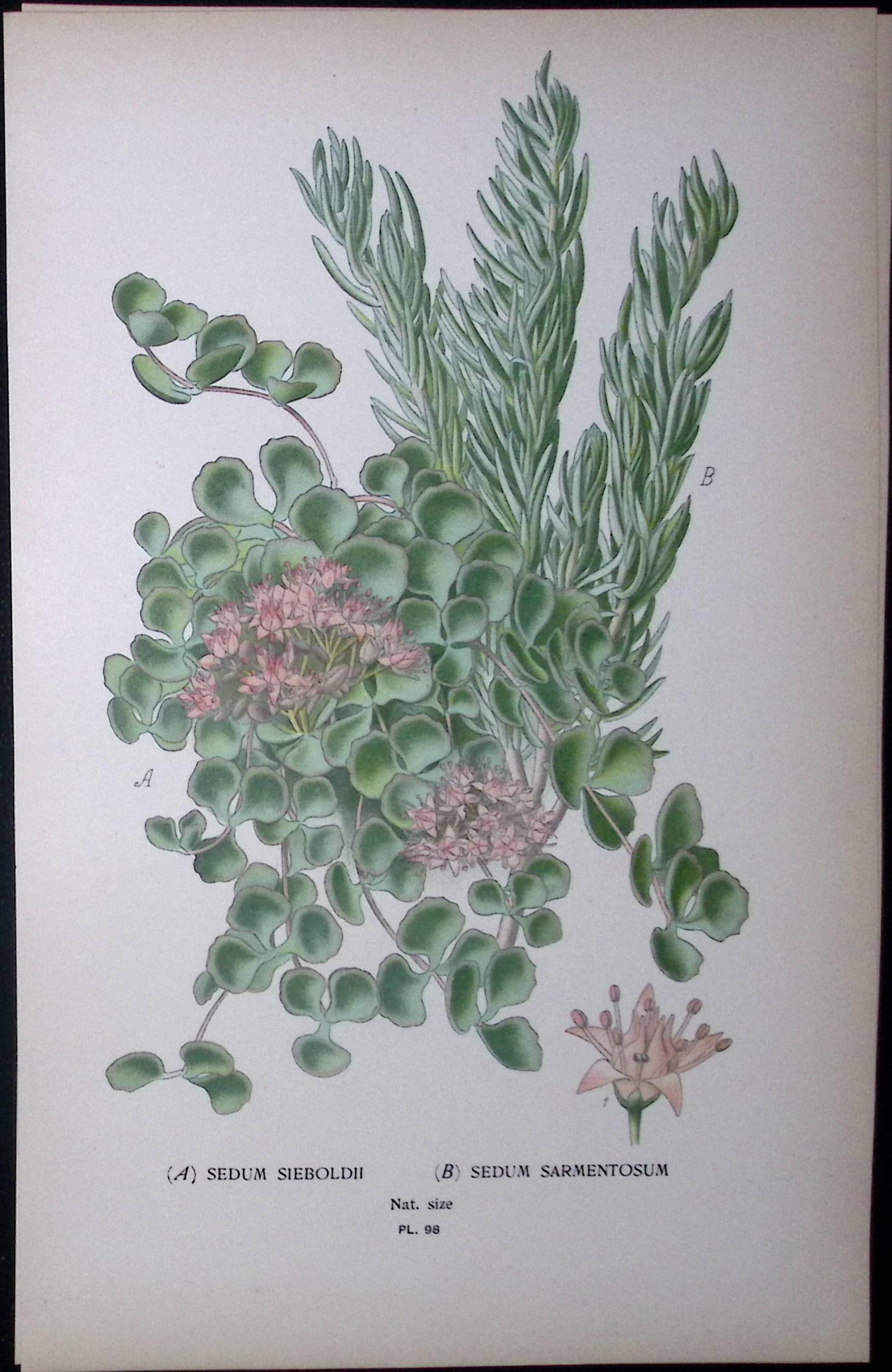 Sedum Sieboldii & Sarmentosum Edward Step Rare Antique Botanical Book Plate-98: Title: Sedum Sieboldii & Sarmentosum Edward Step Rare Antique Botanical Book Plate-98 Description: This Rare Beautiful Chromolithograph Was Removed from a Circa 1897 Antique Edition of. The