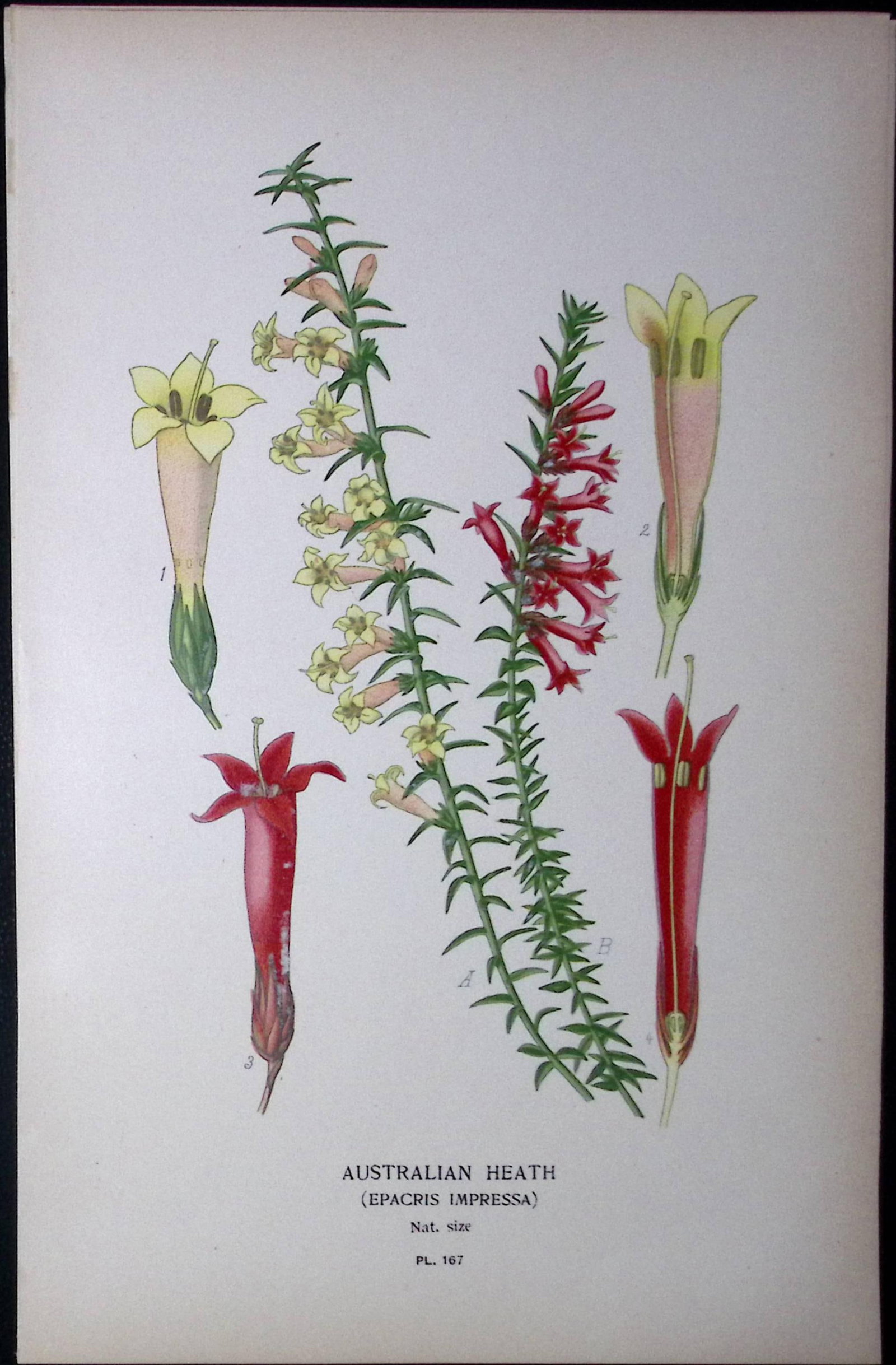 Australian Heath Edward Step Rare Antique Botanical Book Plate-167 (1 of 1)