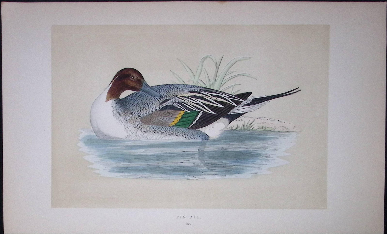 Pintail Bird- Rev Morris First Edition Antique Woodblock Engraving-87 (1 of 1)