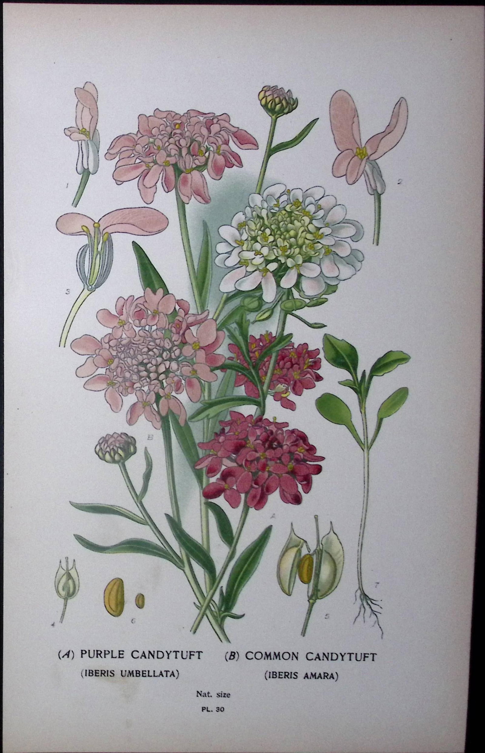 Purple & Common Candytuft Edward Step Rare Antique Botanical Book Plate-30: Title: Purple & Common Candytuft Edward Step Rare Antique Botanical Book Plate-30 Description: This Rare Beautiful Chromolithograph Was Removed from a Circa 1897 Antique Edition of. The Favourite