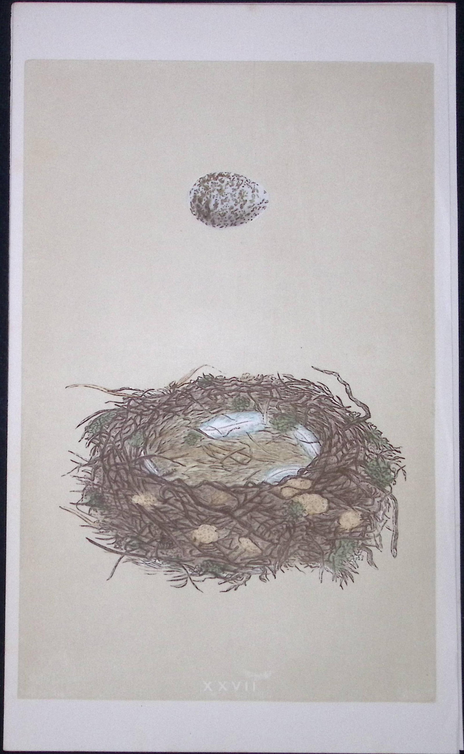 Rev Morris Great Shrike Bird Nest & Egg Antique Woodblock Engraving-4 (1 of 2)