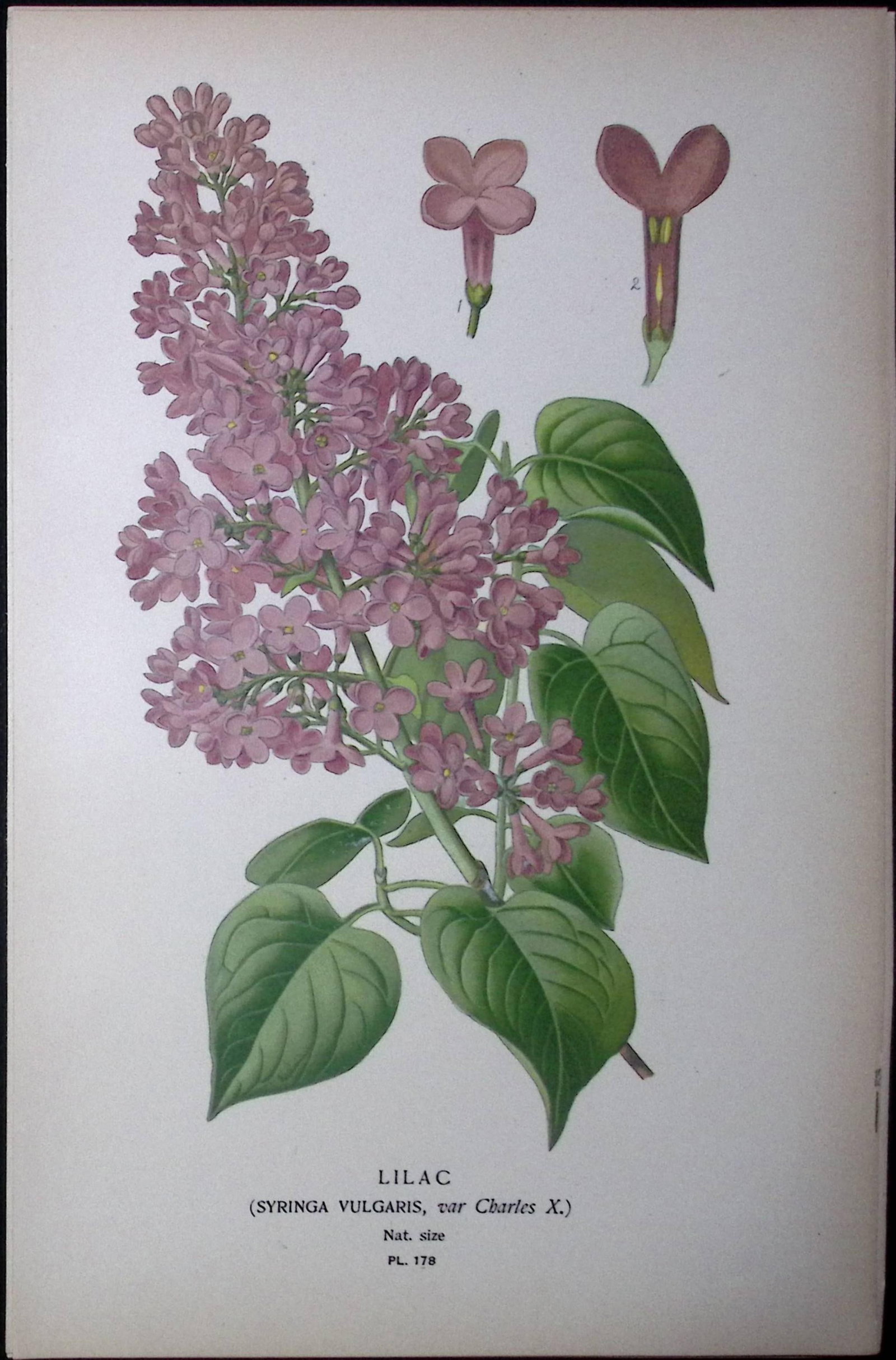Lilac Flower Edward Step Rare Antique Botanical Book Plate-178: Title: Lilac Flower Edward Step Rare Antique Botanical Book Plate-178 Description: This Rare Beautiful Chromolithograph Was Removed from a Circa 1897 Antique Edition of. The Favourite Flow