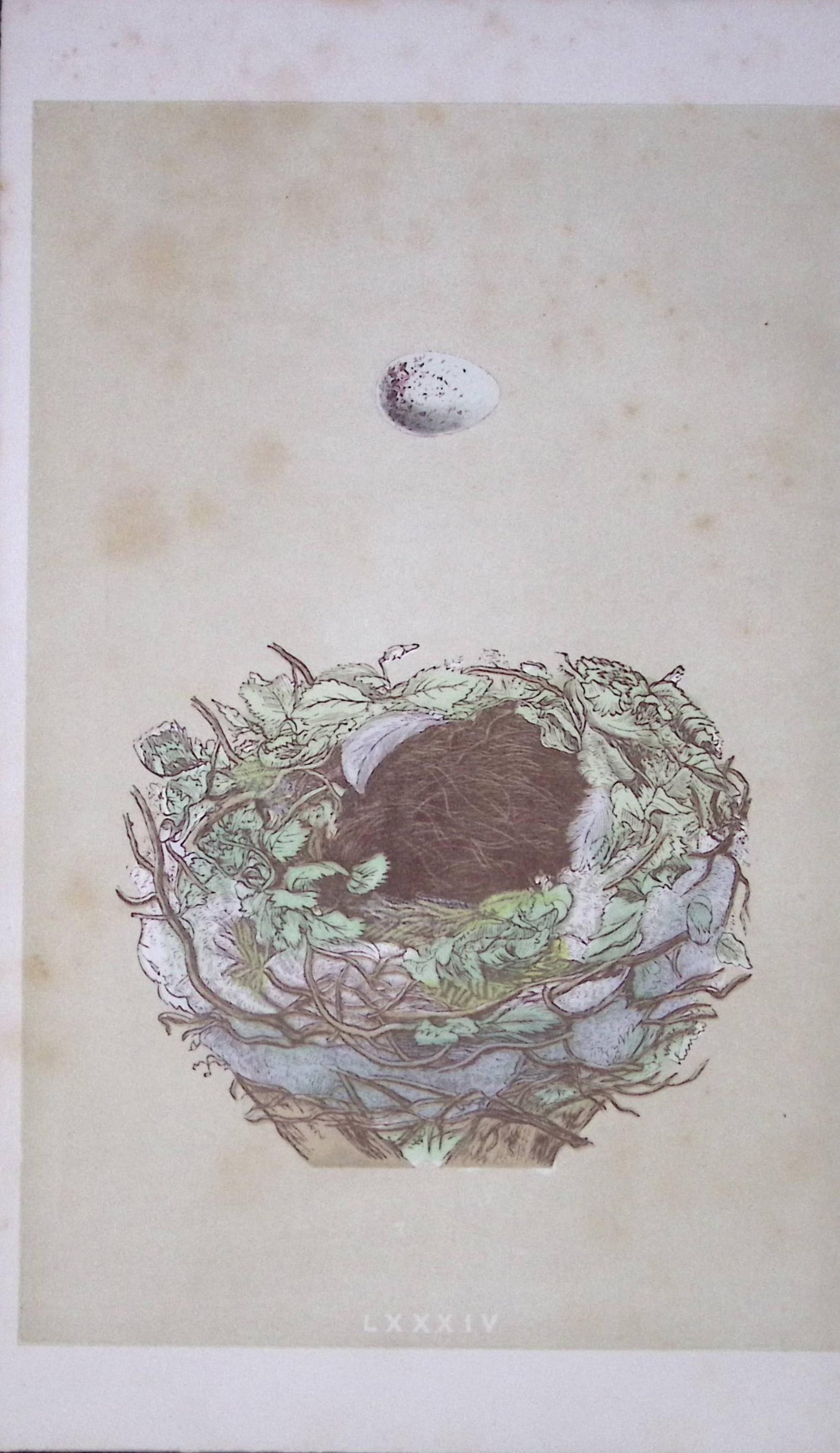 Rev Morris Greenfinch Bird Nest & Egg Antique Woodblock Engraving-1: Title: Rev Morris Greenfinch Bird Nest & Egg Antique Woodblock Engraving-1 Description: This Original Antique Colour Engraved Plate Was Removed from a First Edition of. The Rev FO Morris Natural