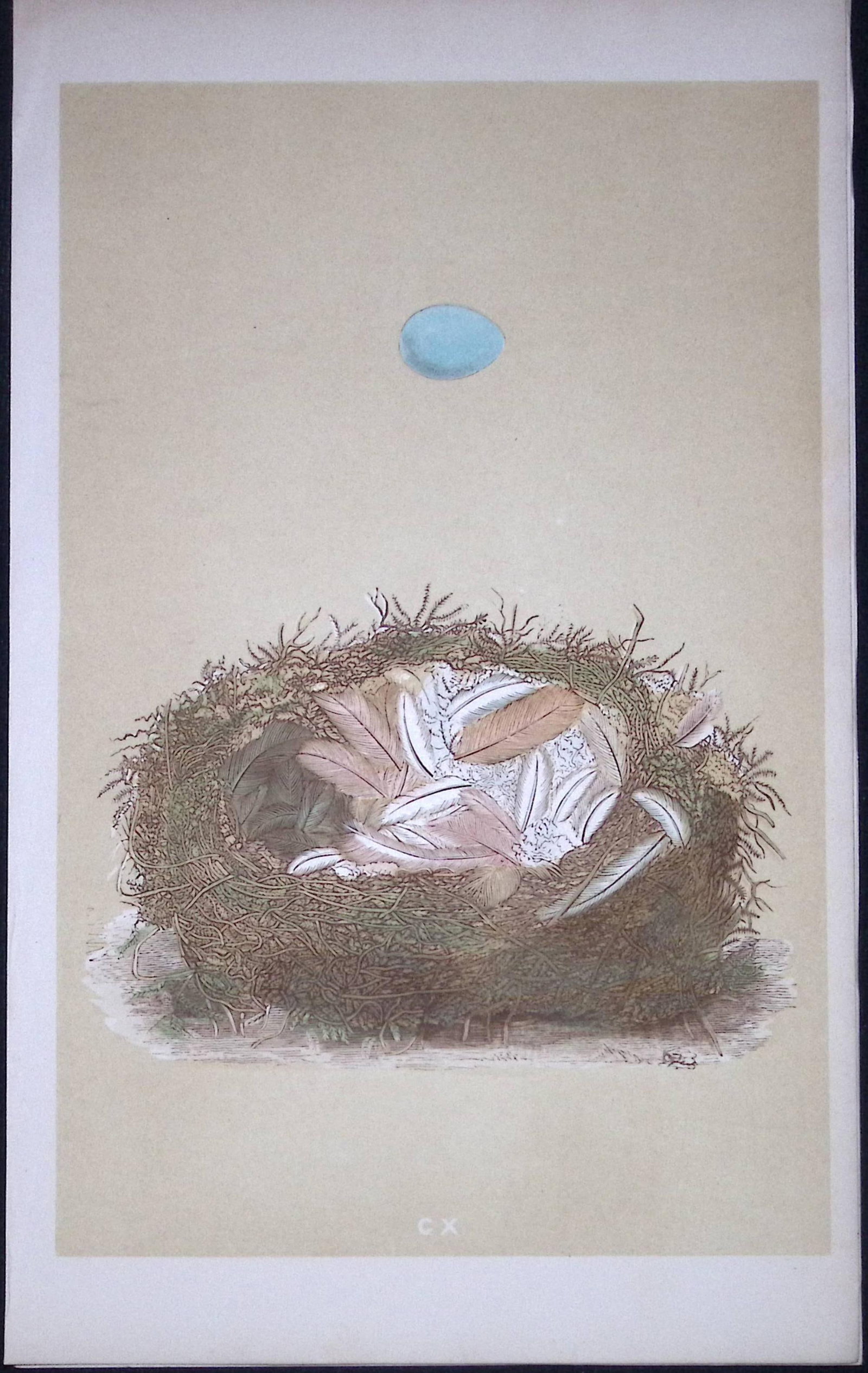 Rev Morris Redstart Bird Nest & Egg Antique Woodblock Engraving-40: Title: Rev Morris Redstart Bird Nest & Egg Antique Woodblock Engraving-40 Description: This Original Antique Colour Engraved Plate Was Removed from a First Edition of. The Rev FO Morris Natural