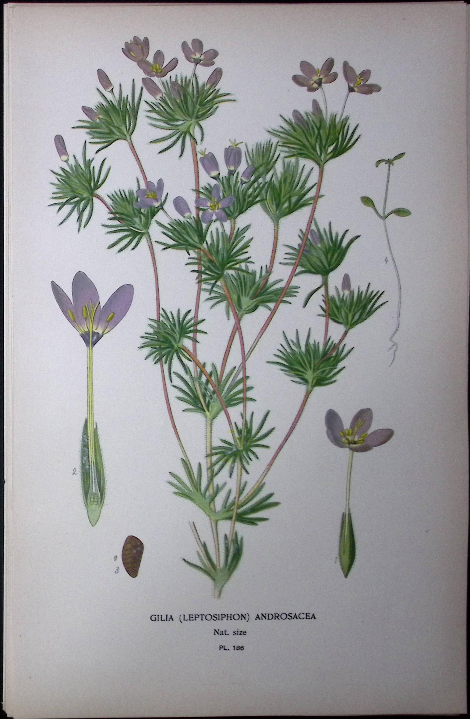 False Babystars Edward Step Rare Antique Botanical Book Plate-186: Title: False Babystars Edward Step Rare Antique Botanical Book Plate-186 Description: This Rare Beautiful Chromolithograph Was Removed from a Circa 1897 Antique Edition of. The Favourite Flower