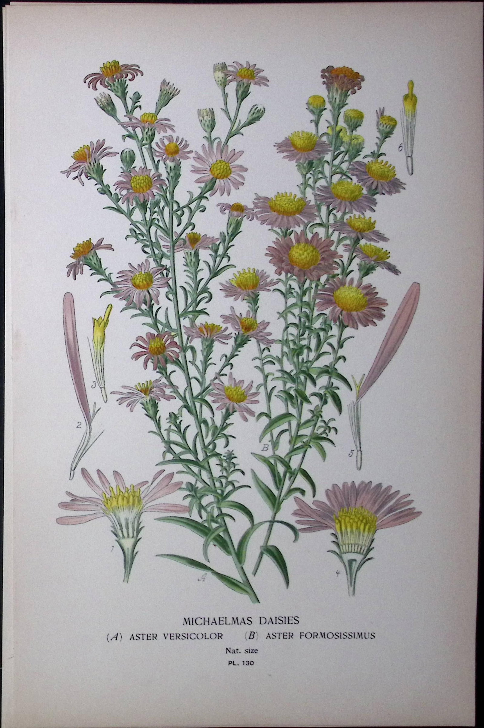 Michaelmas Daisies Edward Step Rare Antique Botanical Book Plate-130: Title: Michaelmas Daisies Edward Step Rare Antique Botanical Book Plate-130 Description: This Rare Beautiful Chromolithograph Was Removed from a Circa 1897 Antique Edition of. The Favourite Flowers
