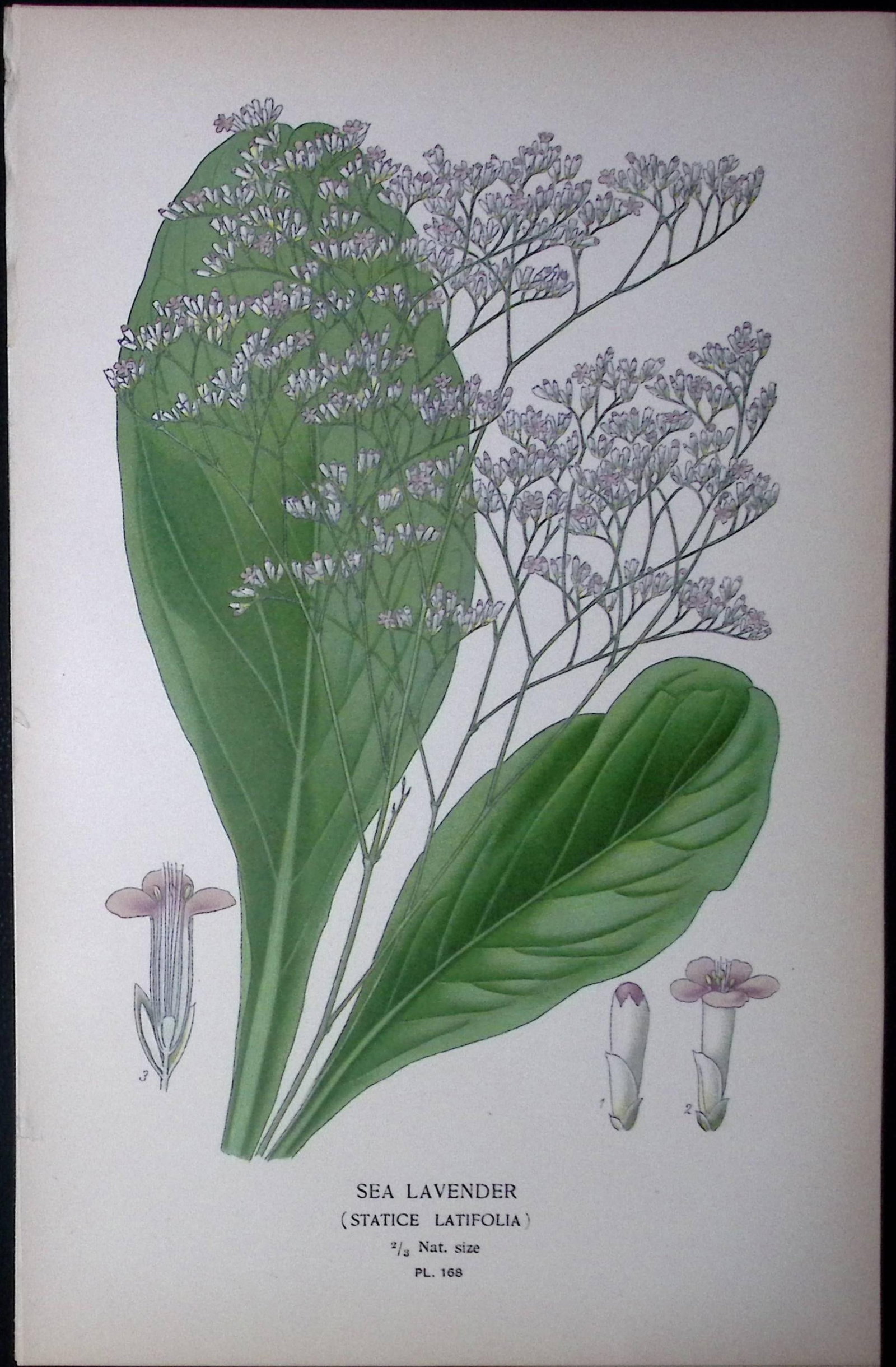 Sea Lavender Edward Step Rare Antique Botanical Book Plate-168 (1 of 2)
