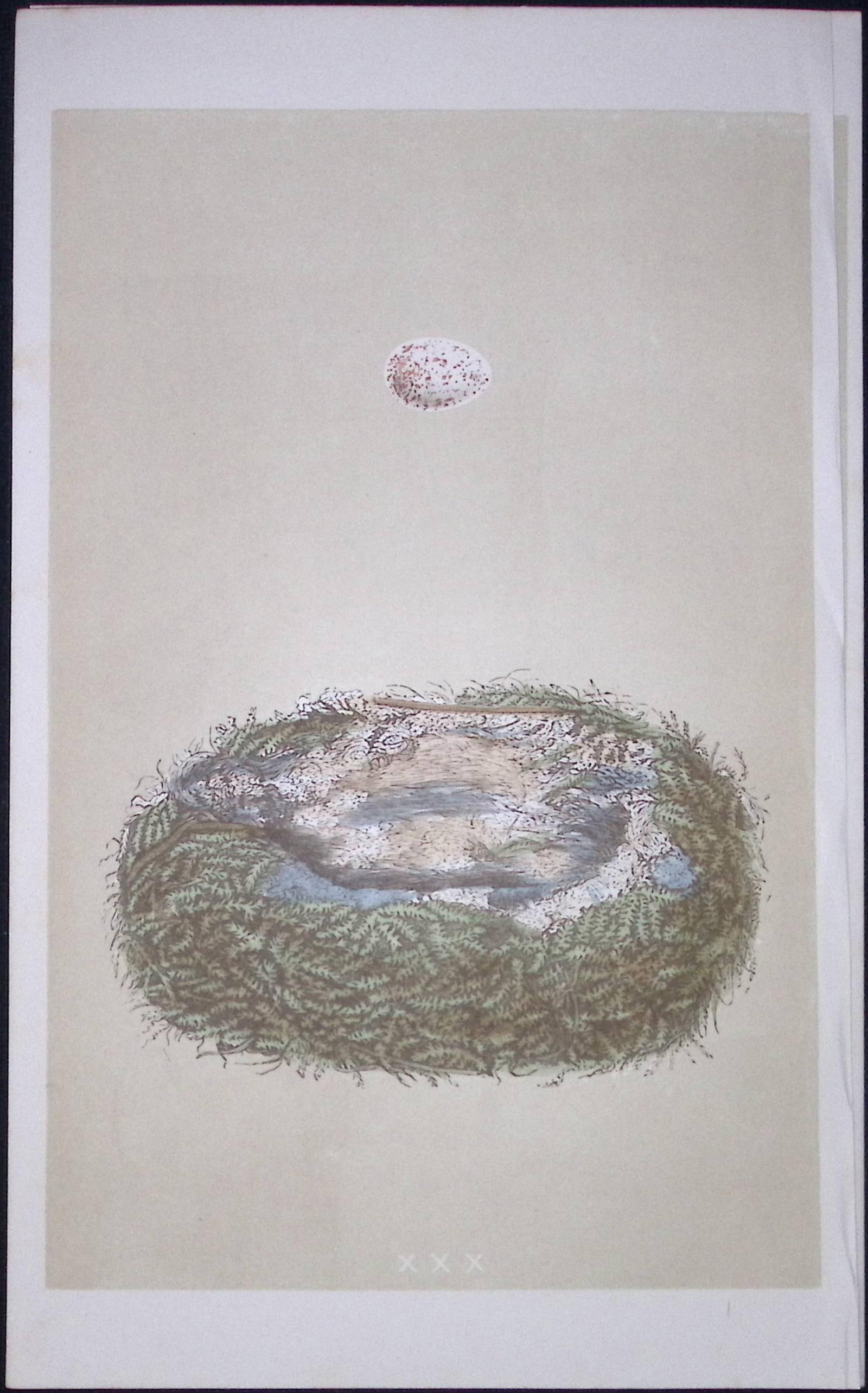 Rev Morris Great Tit Bird Nest & Egg Antique Woodblock Engraving-8e: Title: Rev Morris Great Tit Bird Nest & Egg Antique Woodblock Engraving-8e Description: This Original Antique Colour Engraved Plate Was Removed from a First Edition of. The Rev FO Morr